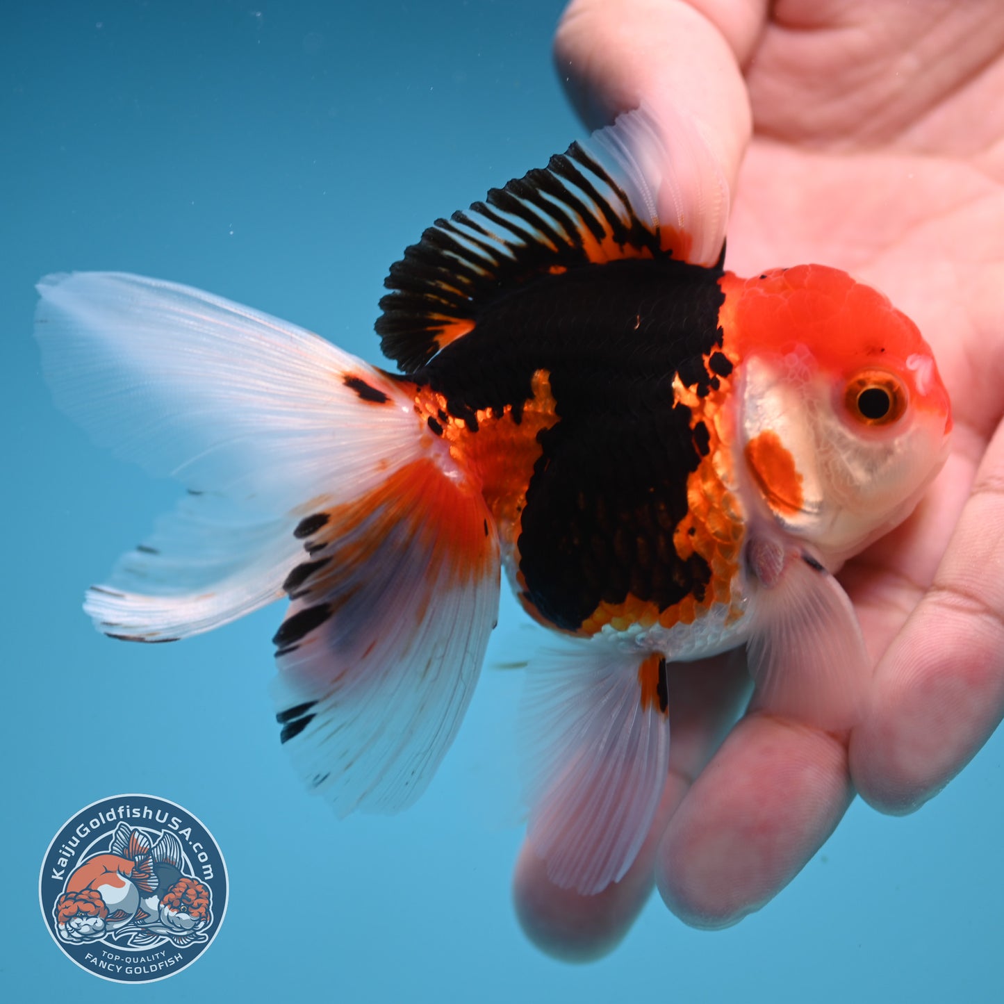 Tricolor Rose Tail Oranda 2.5 inch Body (250822_OR17)