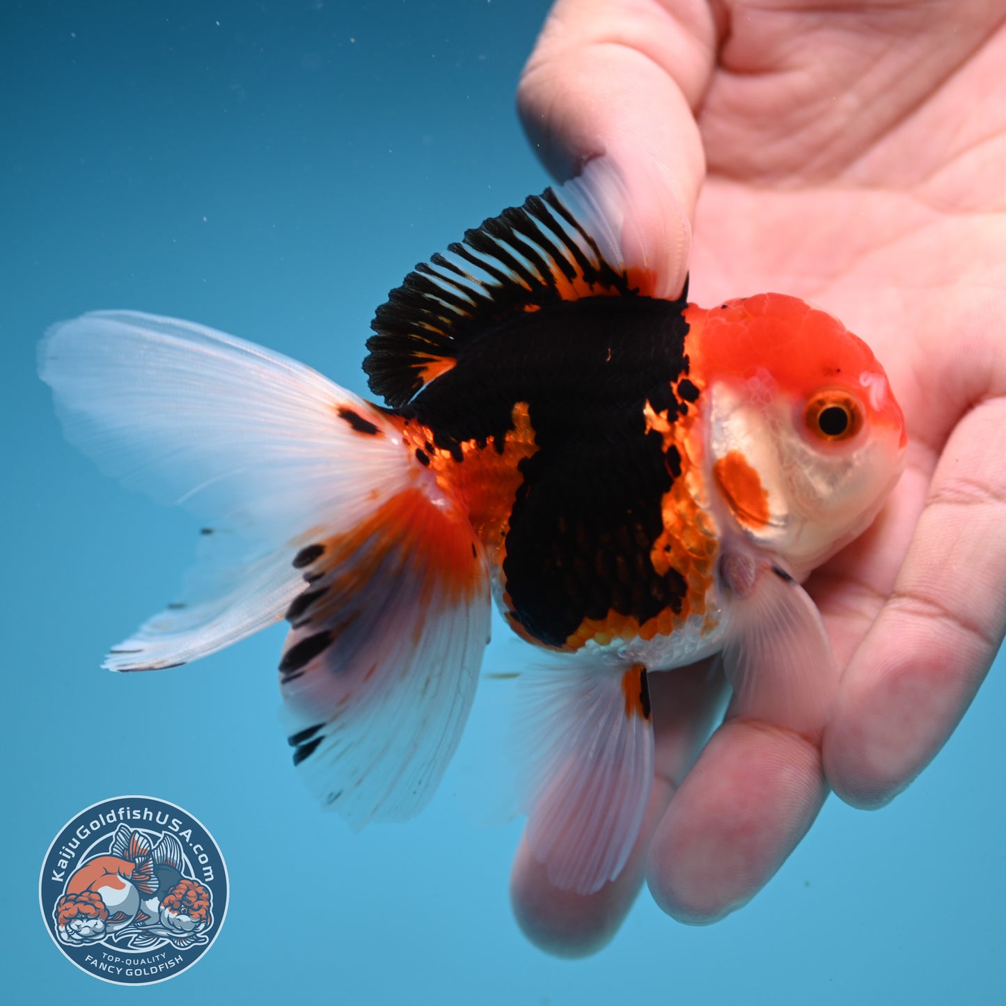 Tricolor Rose Tail Oranda 2.5 inch Body (250822_OR17)