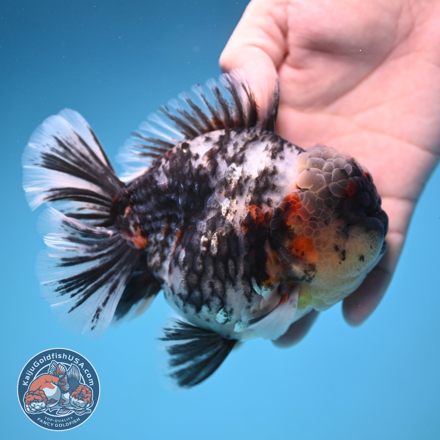 Heavy Ink White Oranda 4 inch Body (250905_OR17)