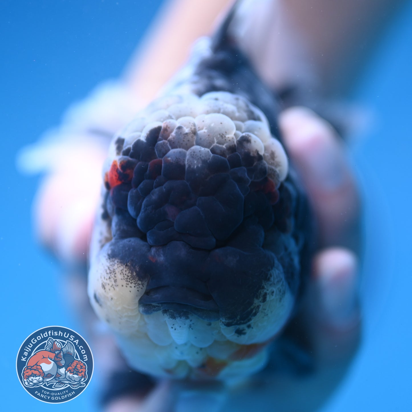 Heavy Ink White Oranda 4 inch Body (250905_OR17)