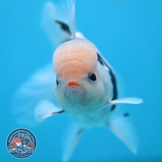 Panda Oranda 3.5 inch Body (250613_OR17)