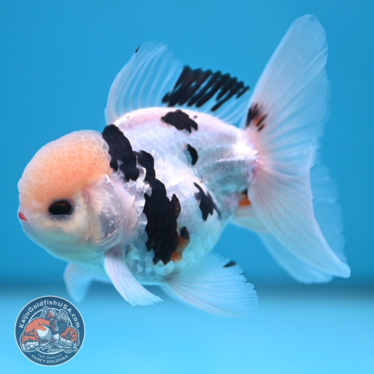 Panda Oranda 3.5 inch Body (250613_OR17)