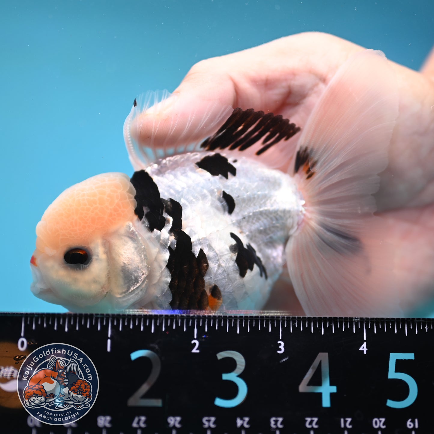 Panda Oranda 3.5 inch Body (250613_OR17)