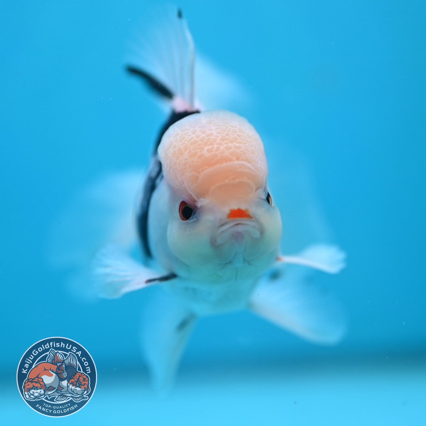 Panda Oranda 3.5 inch Body (250613_OR17)