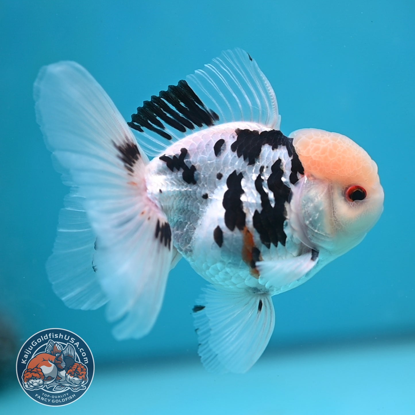 Panda Oranda 3.5 inch Body (250613_OR17)