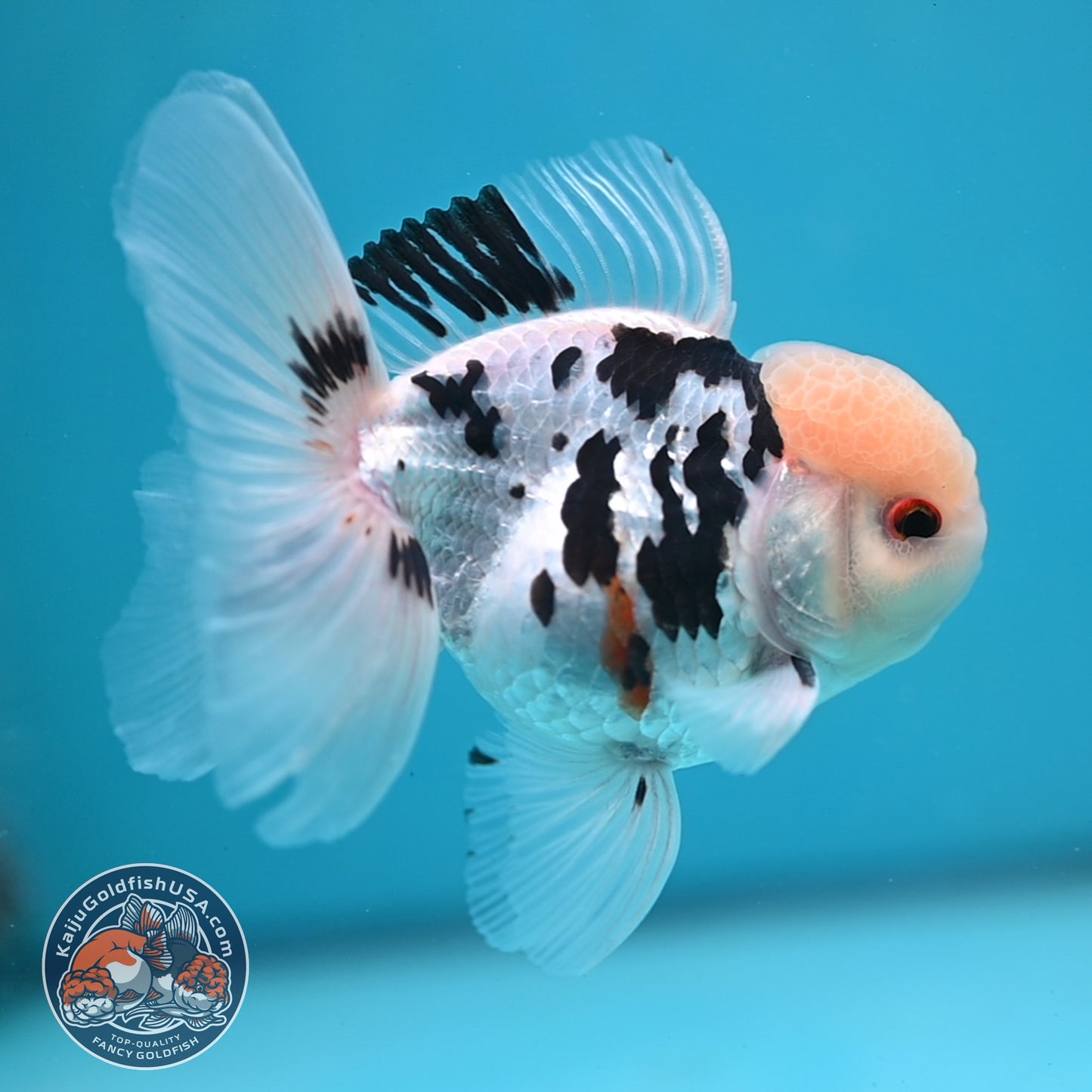 Panda Oranda 3.5 inch Body (250613_OR17)