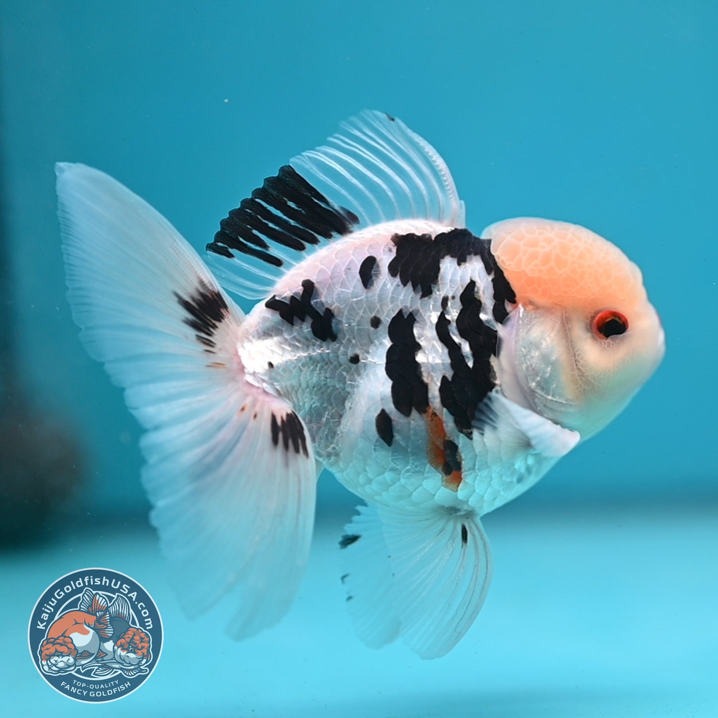 Panda Oranda 3.5 inch Body (250613_OR17)
