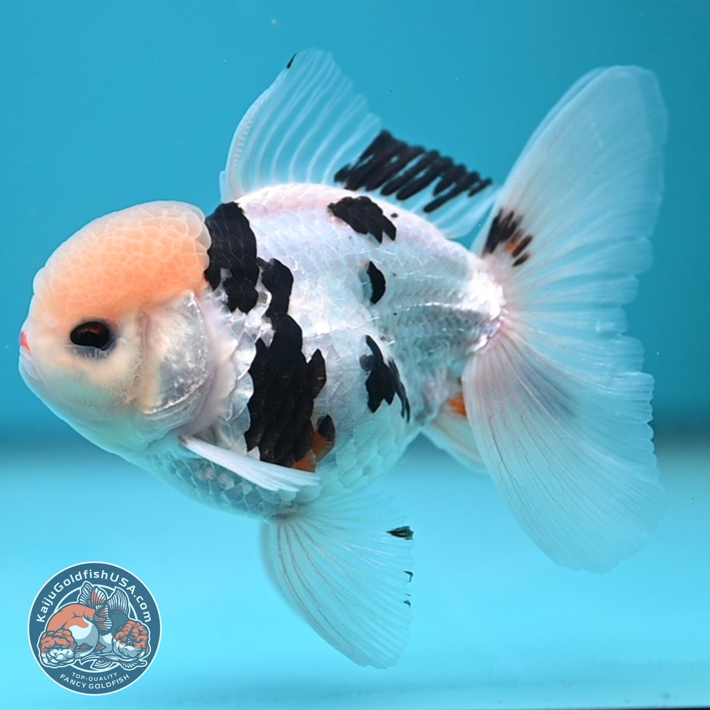 Panda Oranda 3.5 inch Body (250613_OR17)
