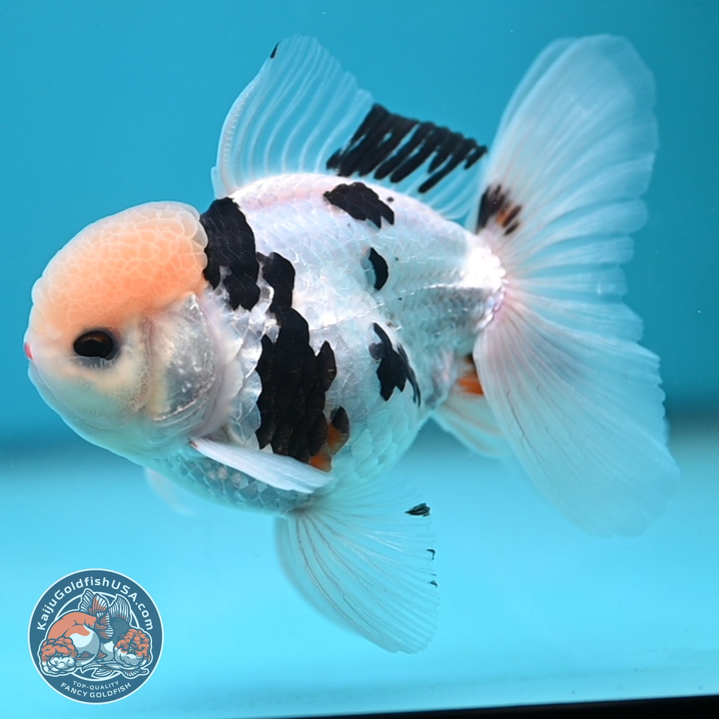 Panda Oranda 3.5 inch Body (250613_OR17)