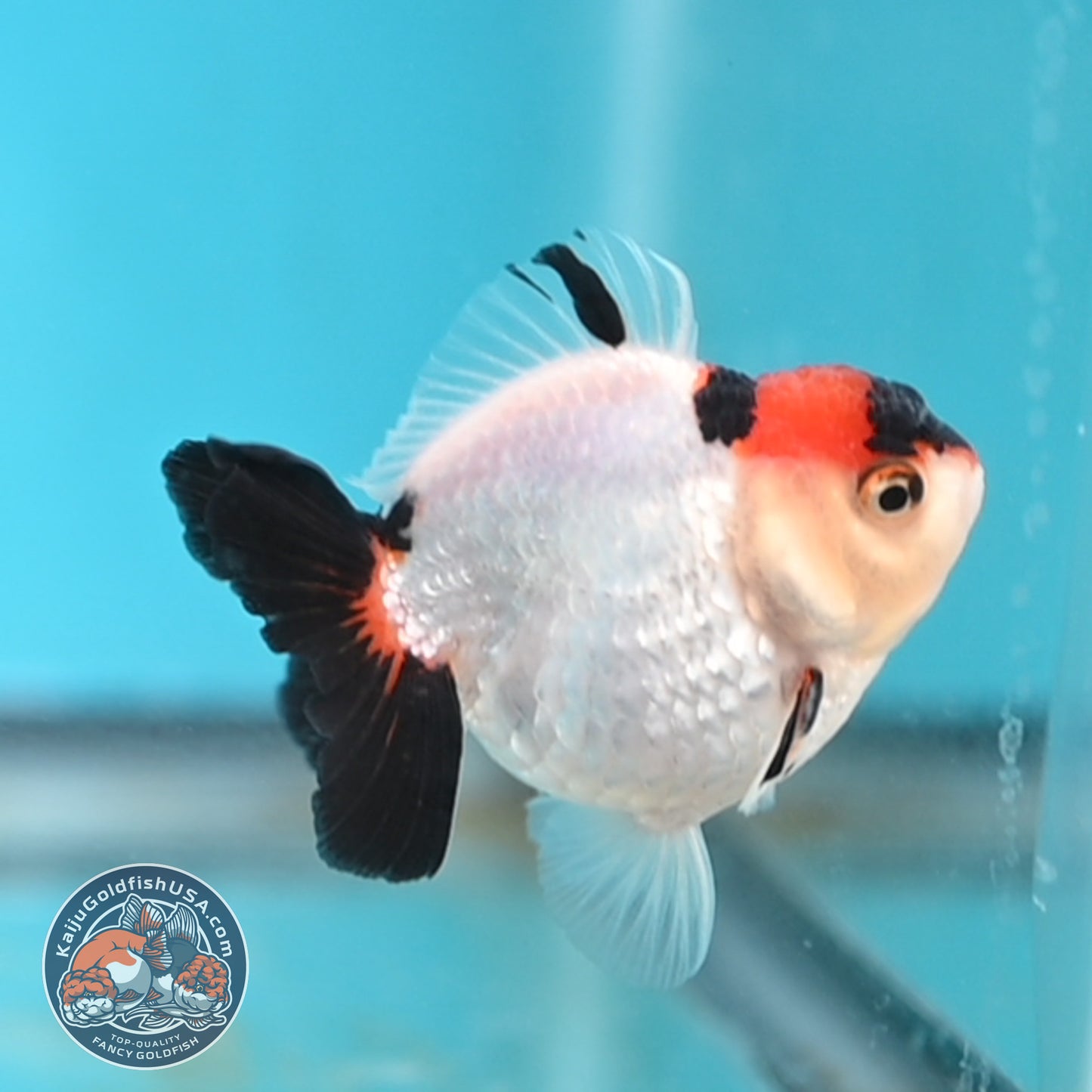 Tricolor Oranda 3 inches Body (250509_OR17)