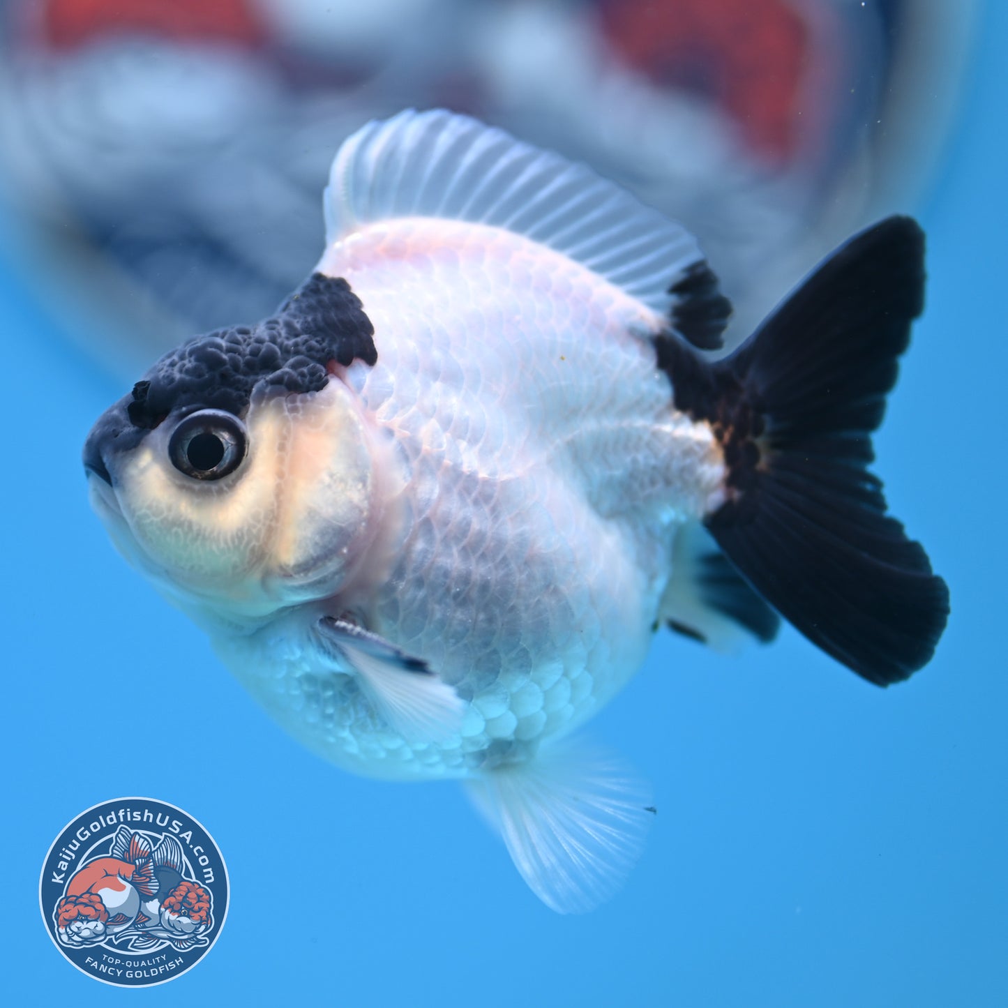 FREE2DAY Shipping - Panda Oranda 2.2 inches Body (250516_OR17)