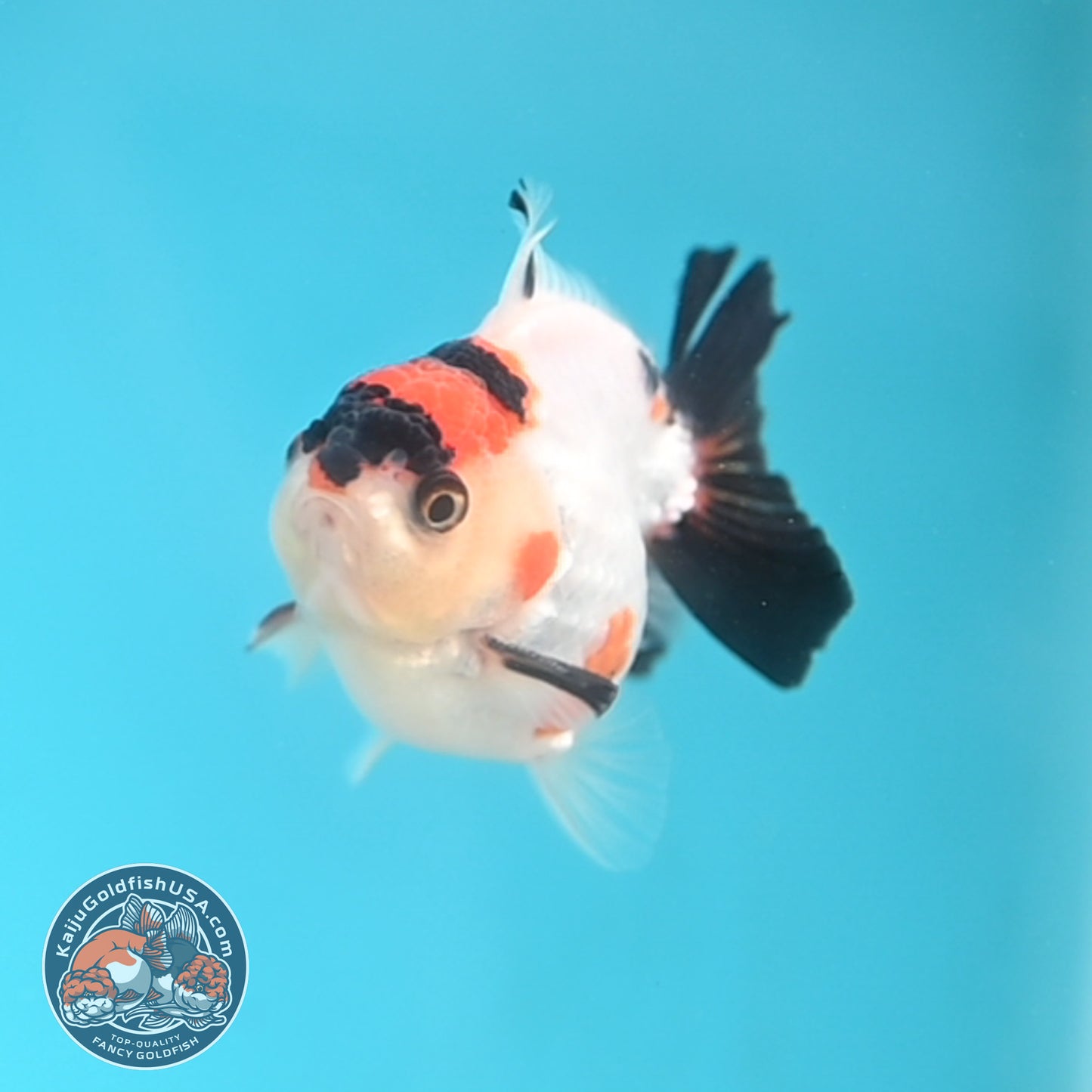Tricolor Oranda 3 inches Body (250509_OR17)