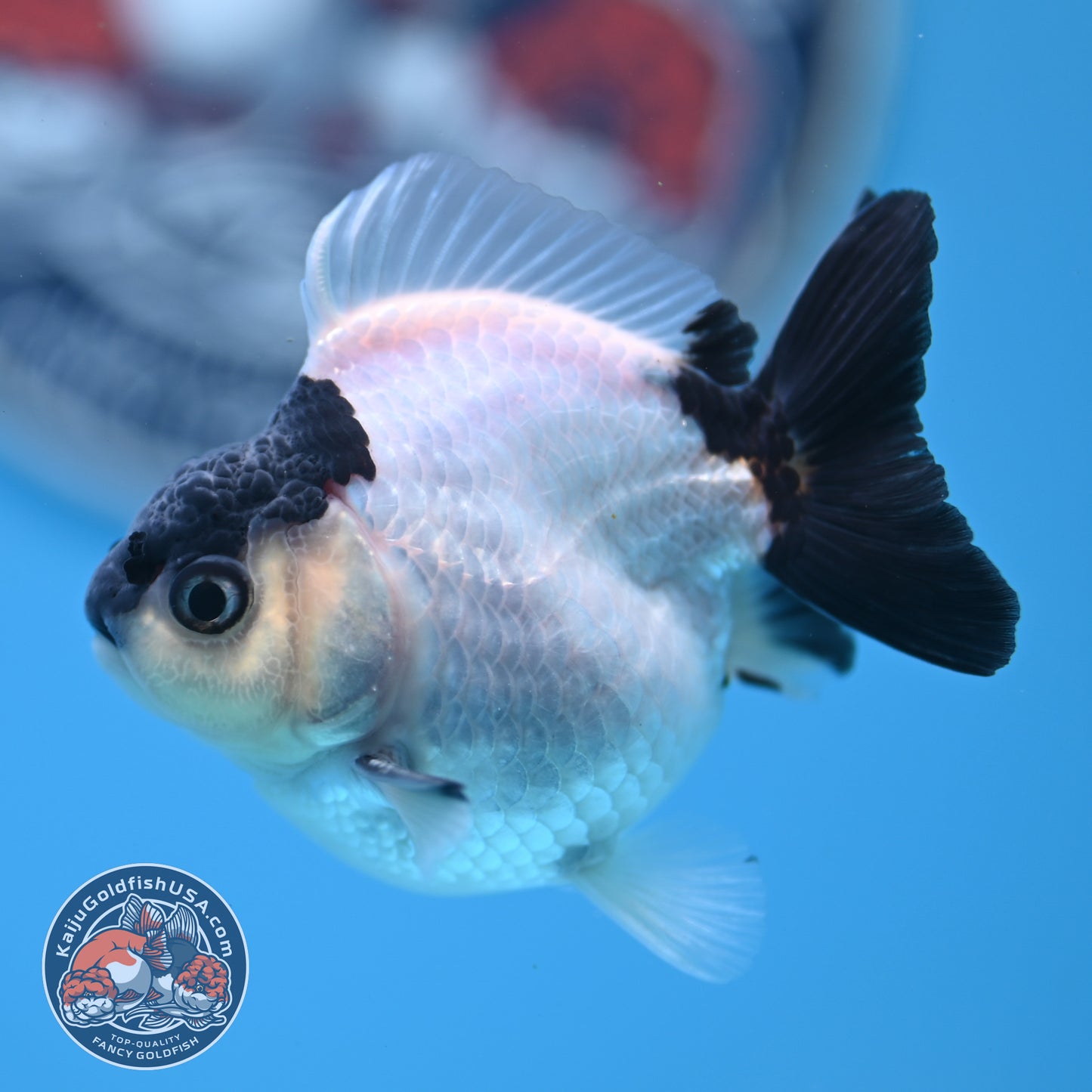 FREE2DAY Shipping - Panda Oranda 2.2 inches Body (250516_OR17)