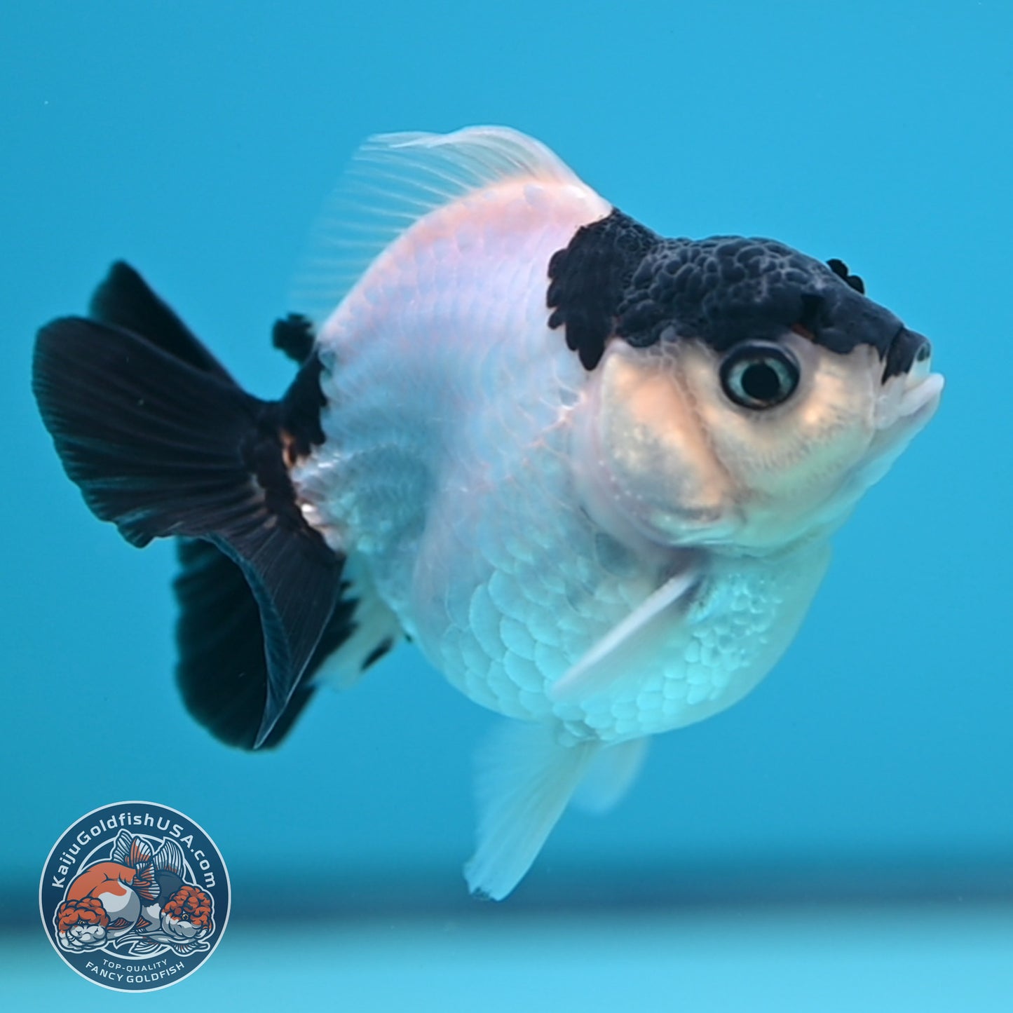 FREE2DAY Shipping - Panda Oranda 2.2 inches Body (250516_OR17)
