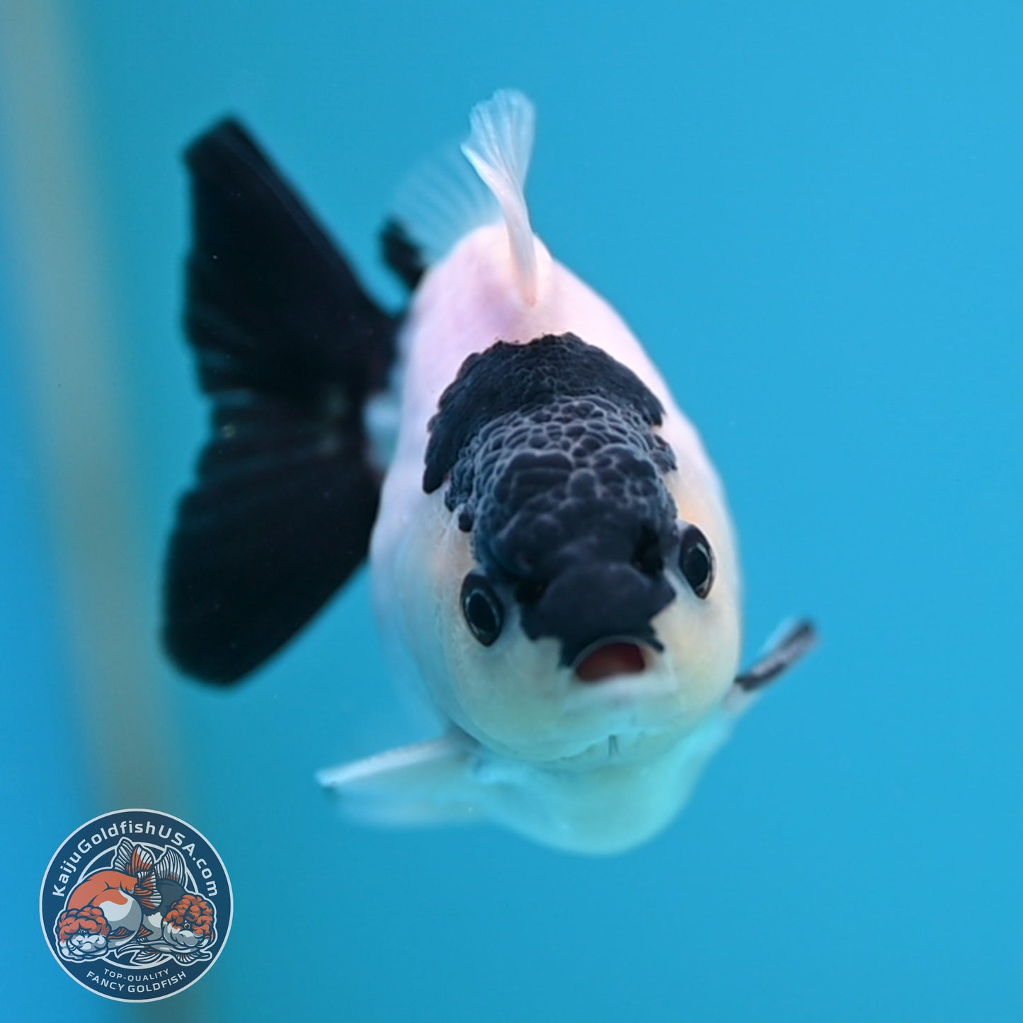 FREE2DAY Shipping - Panda Oranda 2.2 inches Body (250516_OR17)