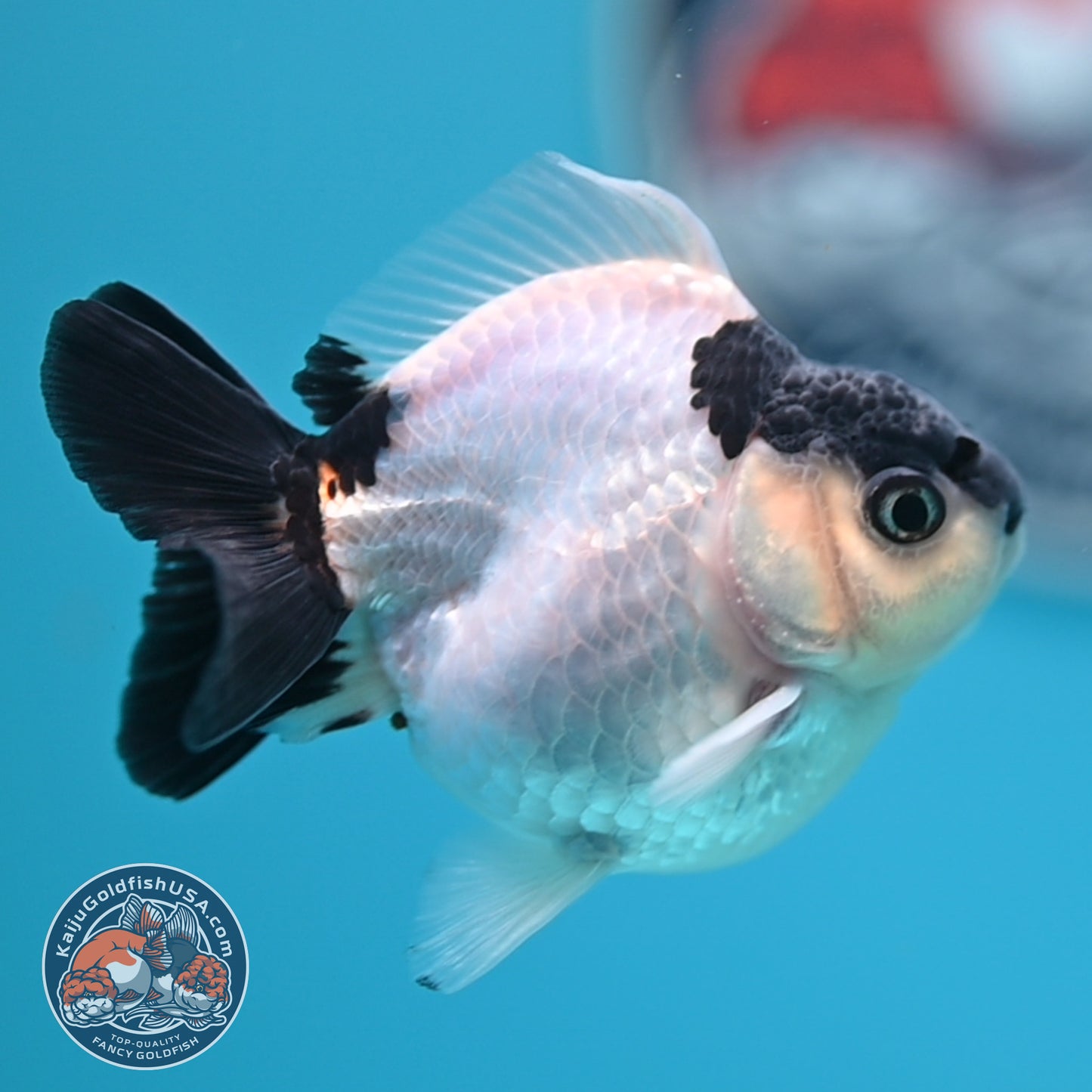 FREE2DAY Shipping - Panda Oranda 2.2 inches Body (250516_OR17)