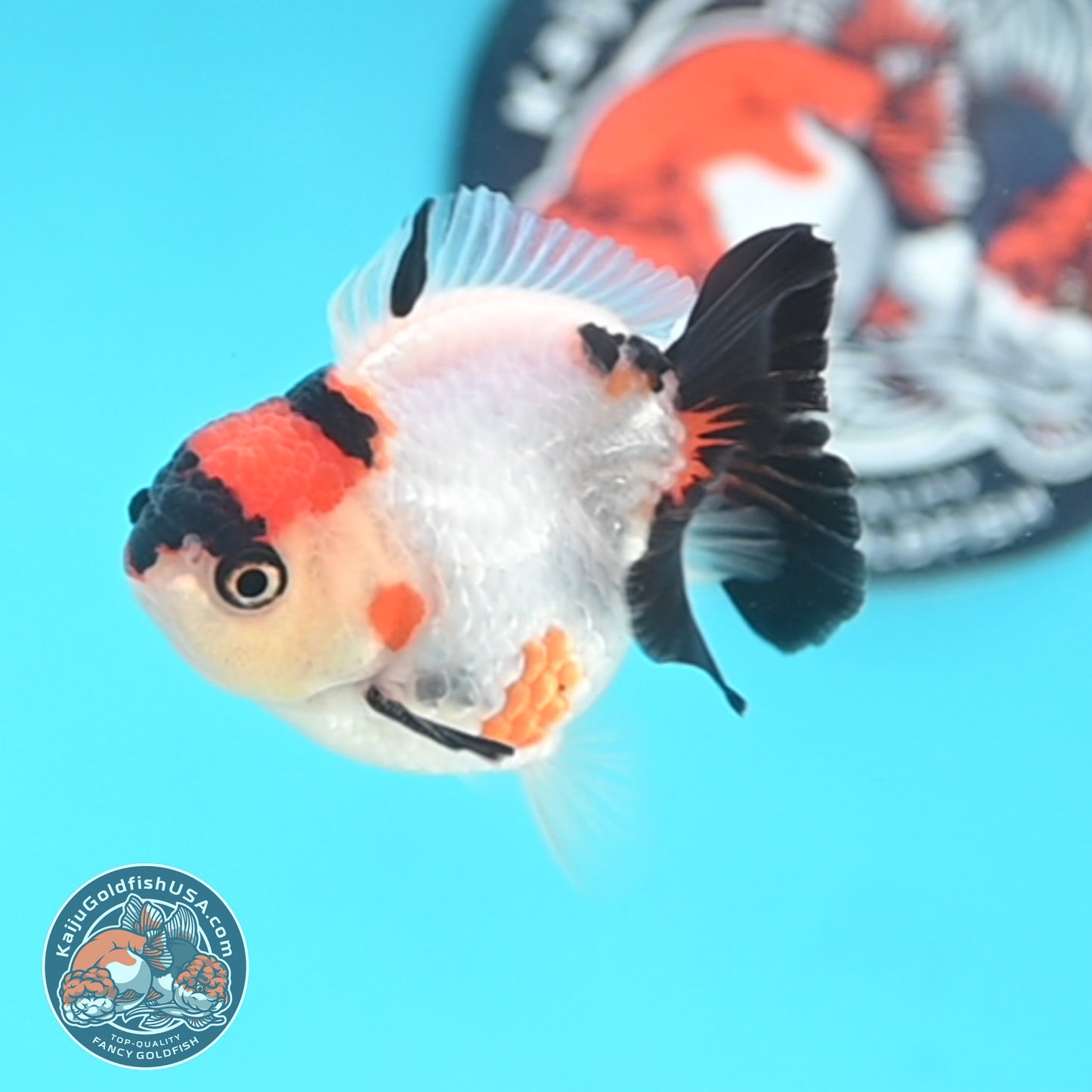 Tricolor Oranda 3 inches Body (250509_OR17)
