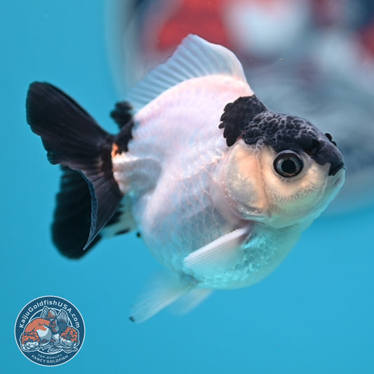FREE2DAY Shipping - Panda Oranda 2.2 inches Body (250516_OR17)