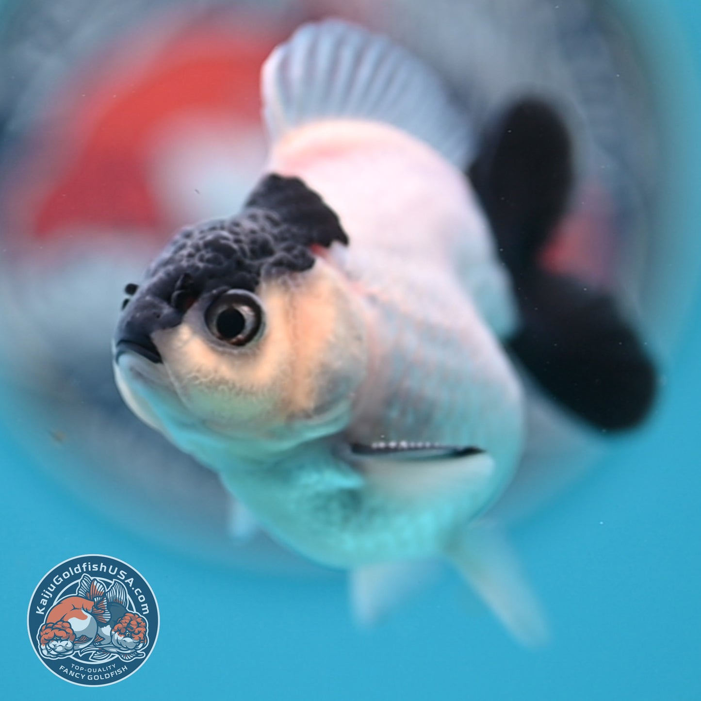 FREE2DAY Shipping - Panda Oranda 2.2 inches Body (250516_OR17)