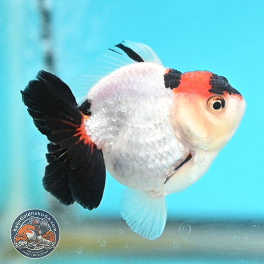 Tricolor Oranda 3 inches Body (250509_OR17)