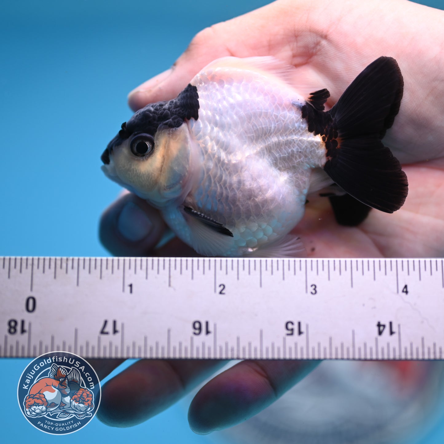 FREE2DAY Shipping - Panda Oranda 2.2 inches Body (250516_OR17)
