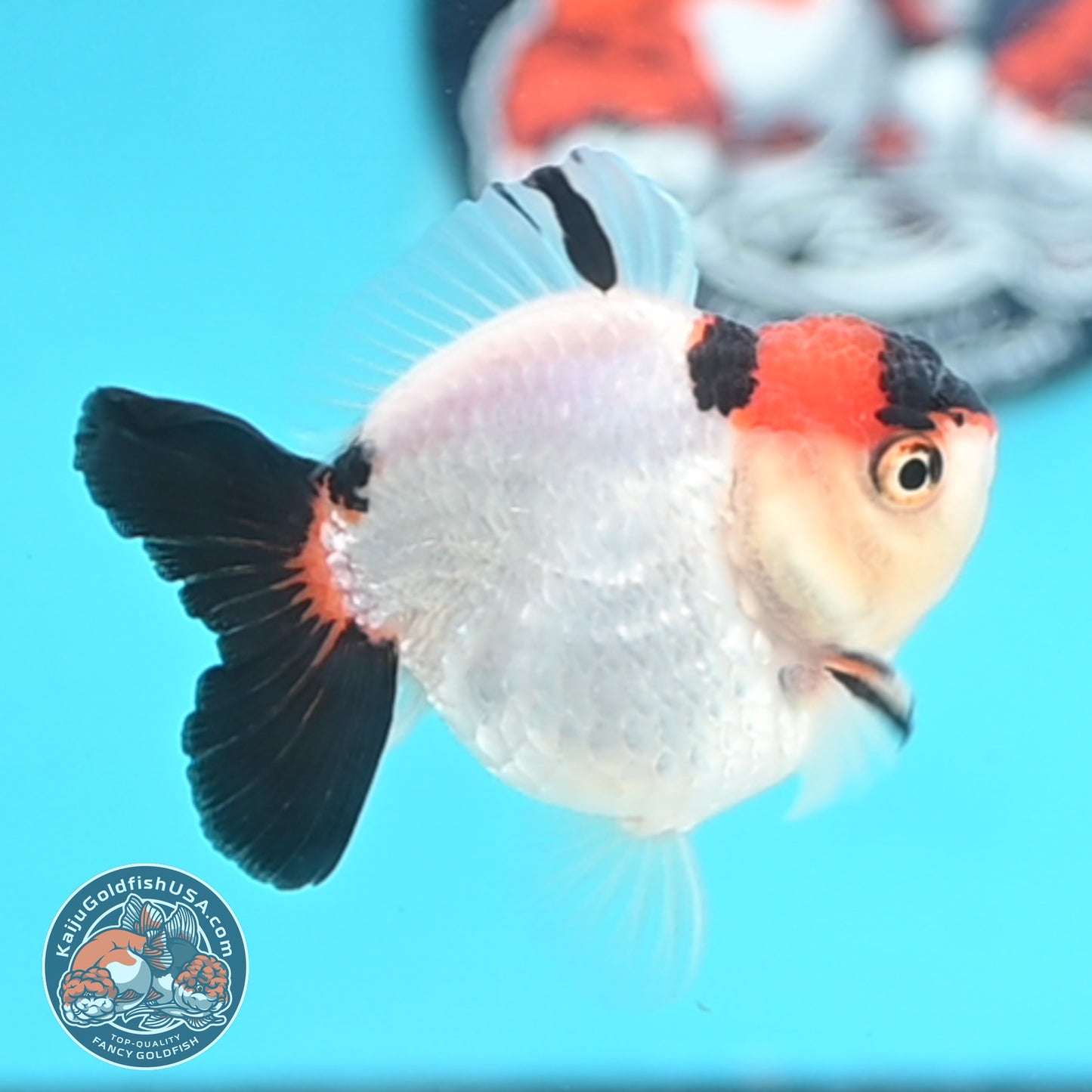 Tricolor Oranda 3 inches Body (250509_OR17)