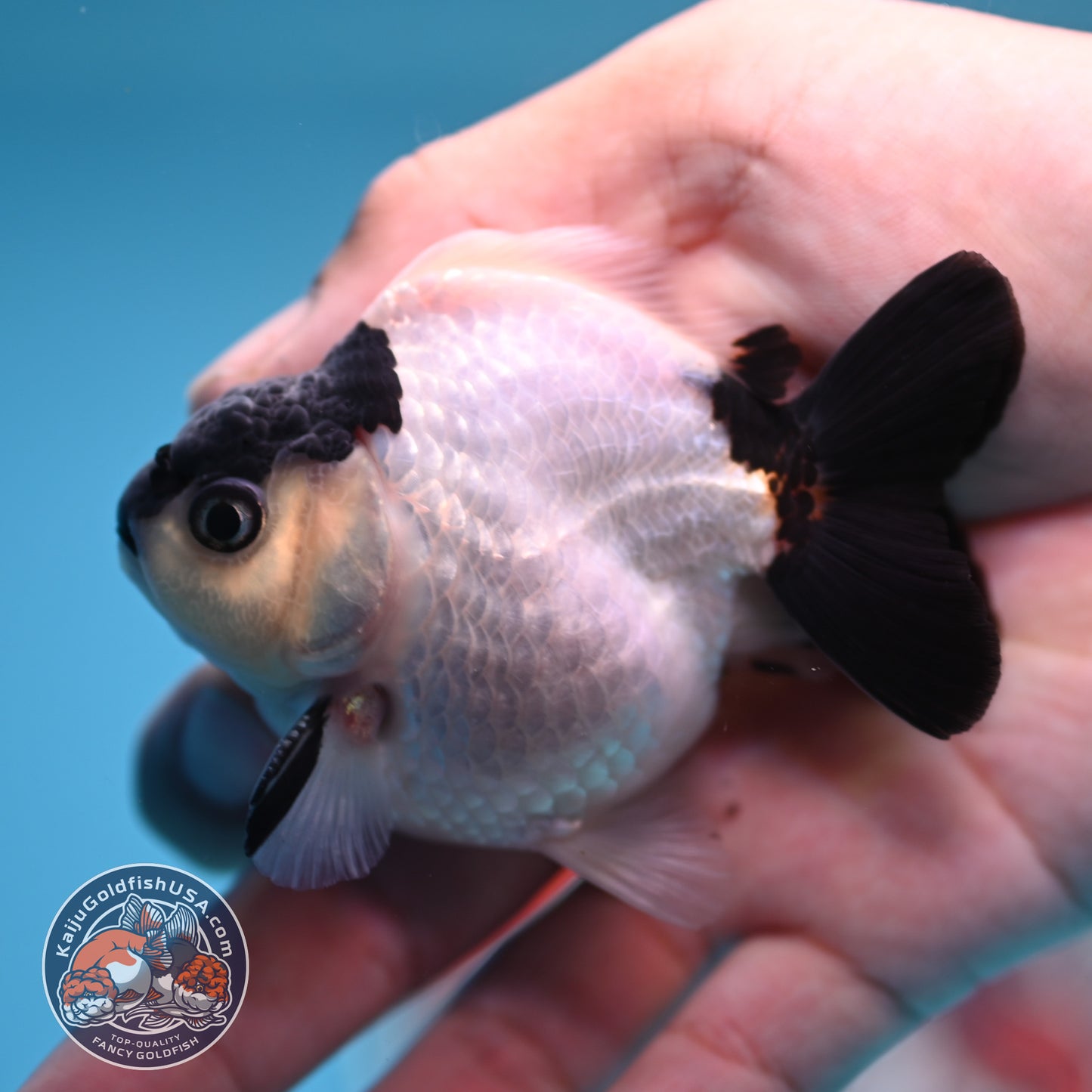 FREE2DAY Shipping - Panda Oranda 2.2 inches Body (250516_OR17)