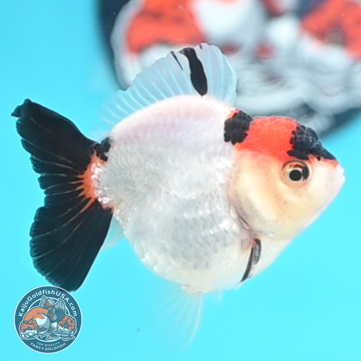 Tricolor Oranda 3 inches Body (250509_OR17)