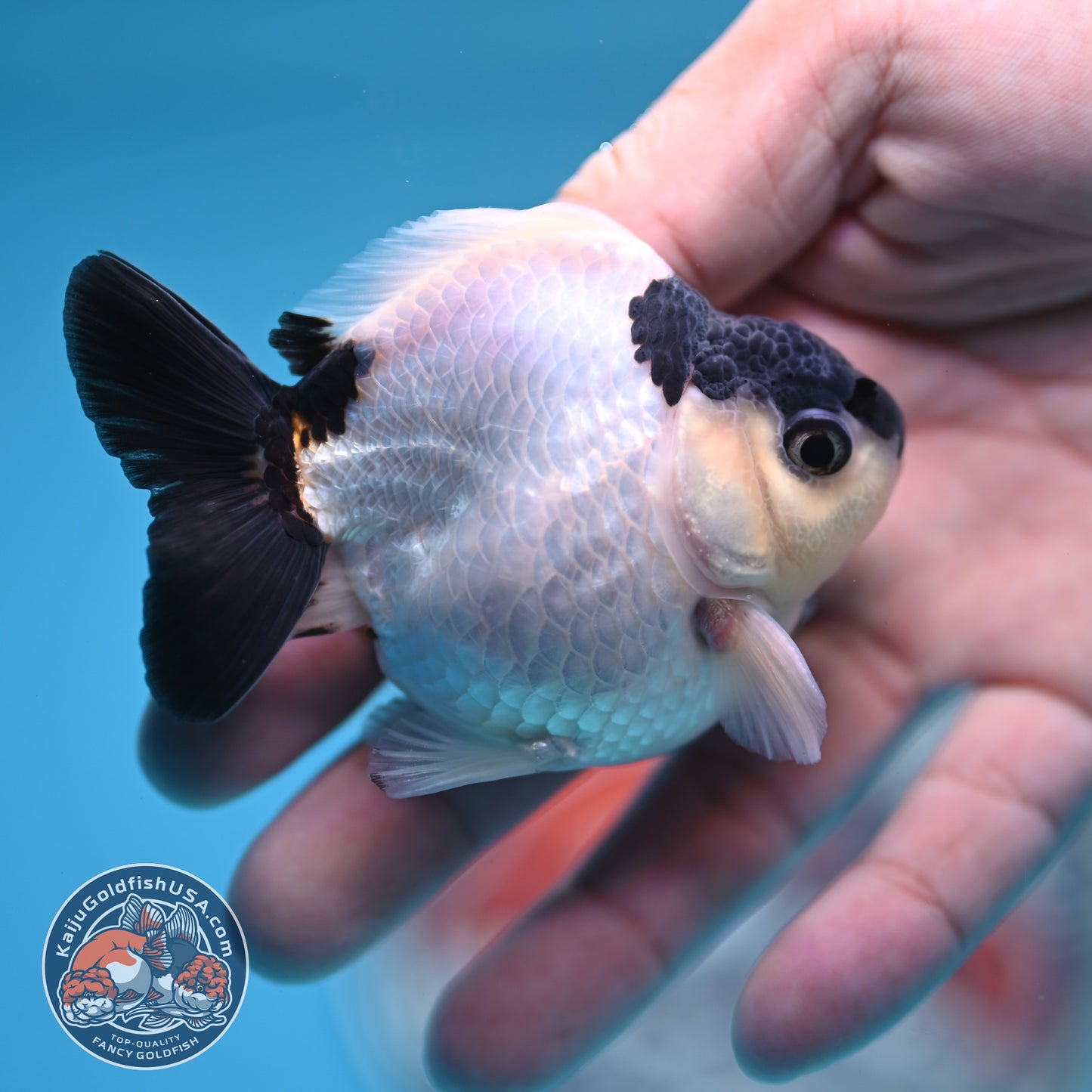 FREE2DAY Shipping - Panda Oranda 2.2 inches Body (250516_OR17)