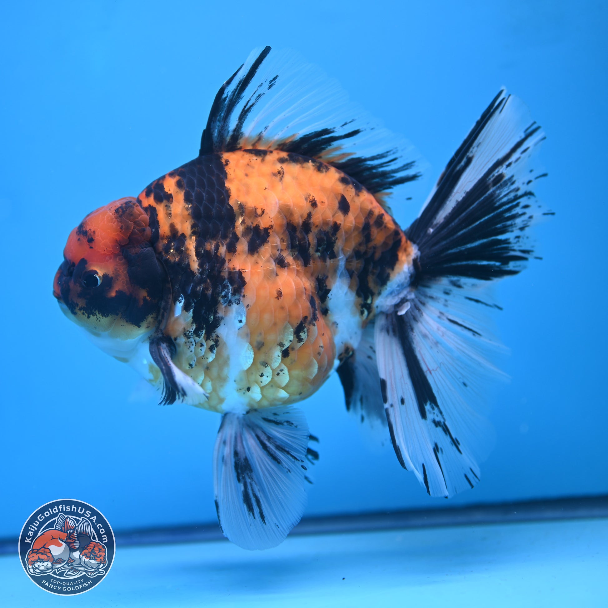 Super Jumbo Shogun Tricolor Tiger Rose Tail Oranda 7.5 inches - Female (241115_OR18) - Kaiju Goldfish USA