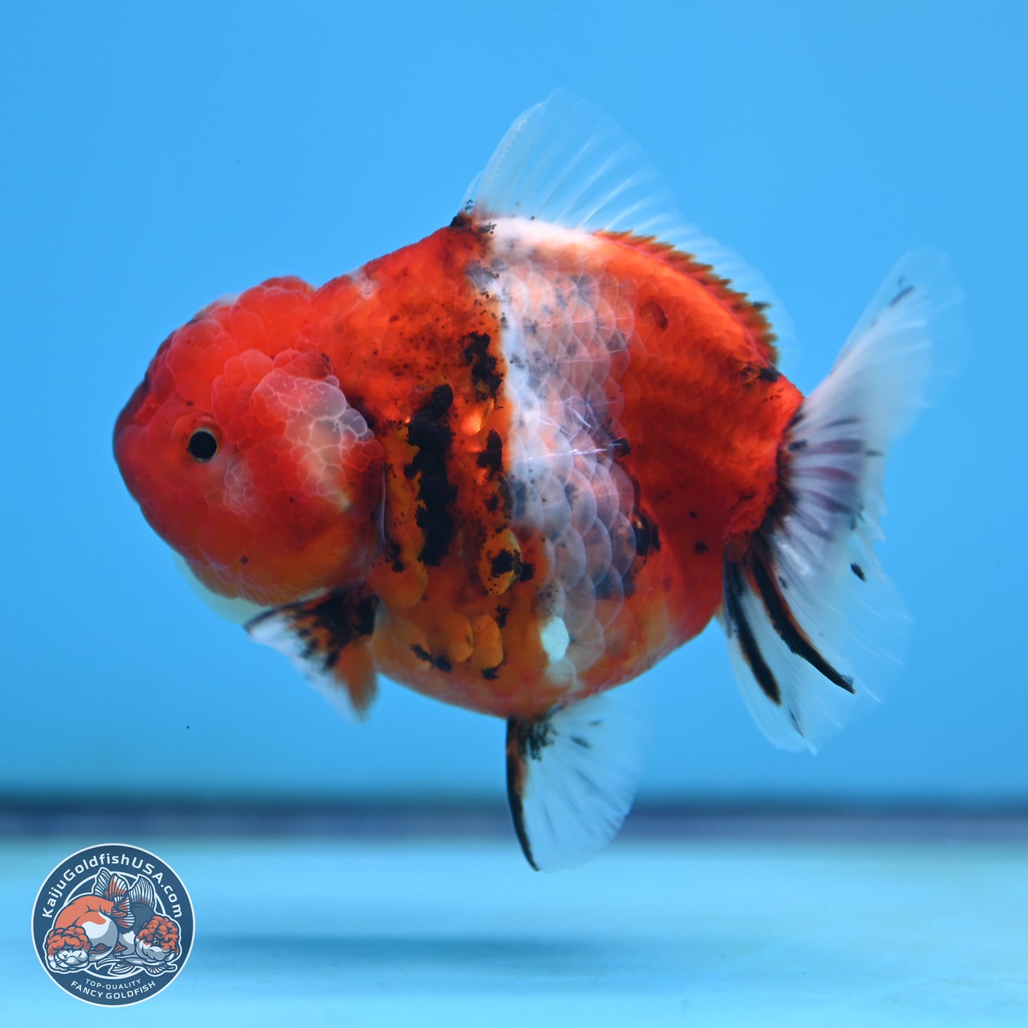 Shogun Tricolor Sakura Oranda 3.5 inches Body - Female(250131_OR18)