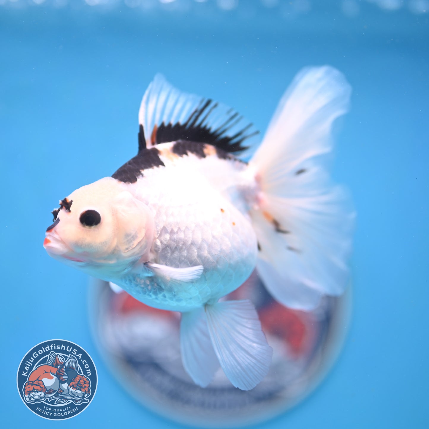 Panda Oranda 3.5 inches Body (250530_OR18)