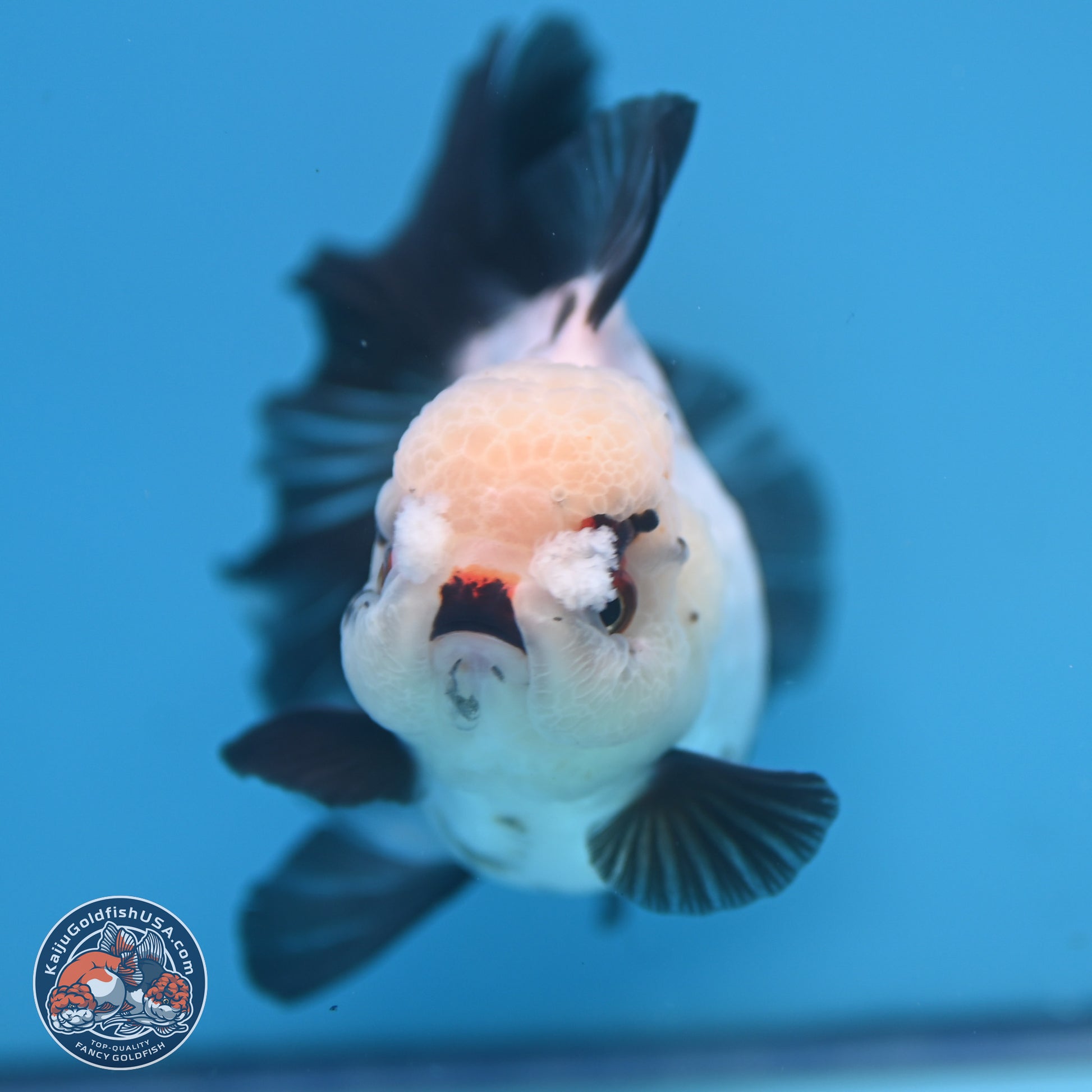 Panda Rose Tail Oranda 4.5 inches - Female (241122_OR18) - Kaiju Goldfish USA