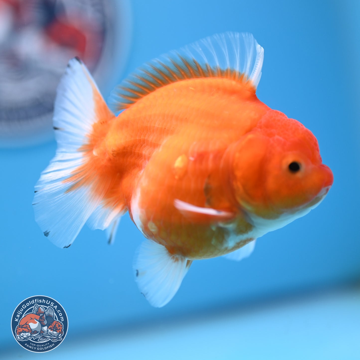 Shogun Sakura Oranda 3.75 inches Body - Female (250207_OR18)