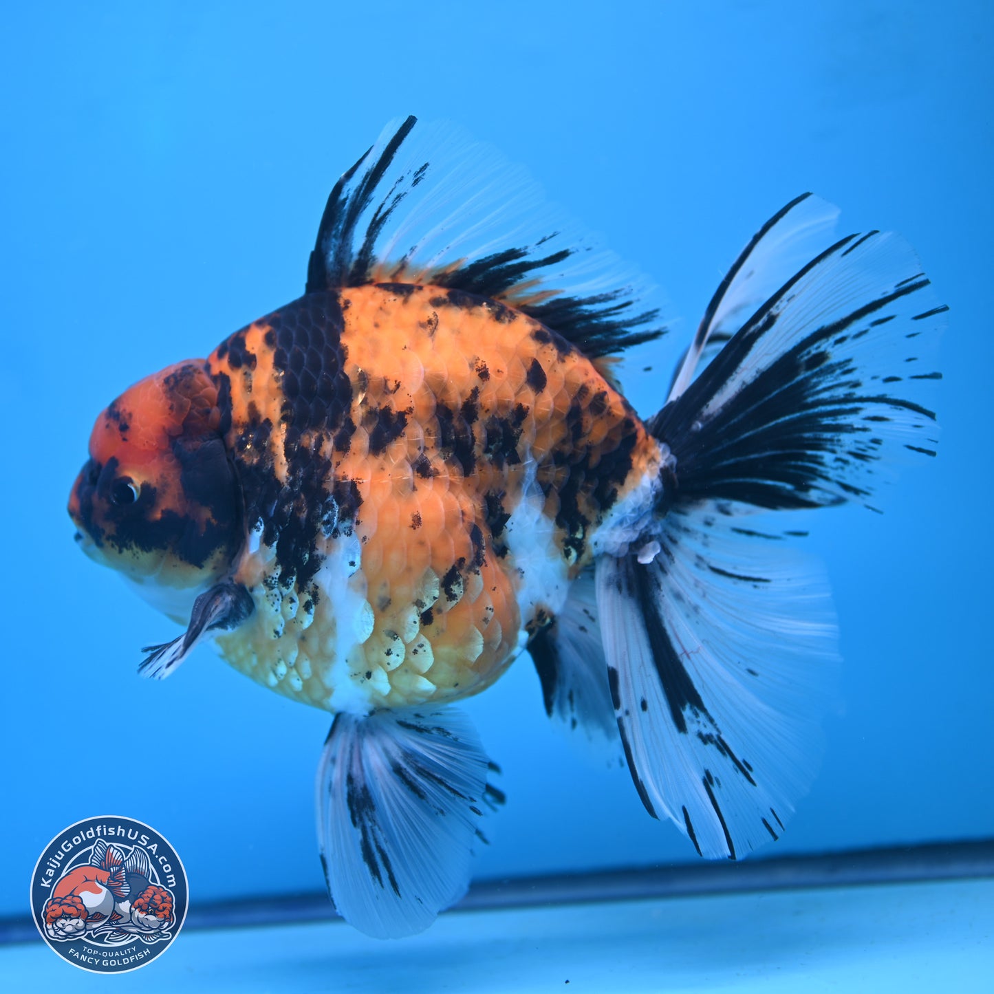 Super Jumbo Shogun Tricolor Tiger Rose Tail Oranda 7.5 inches - Female (241115_OR18) - Kaiju Goldfish USA