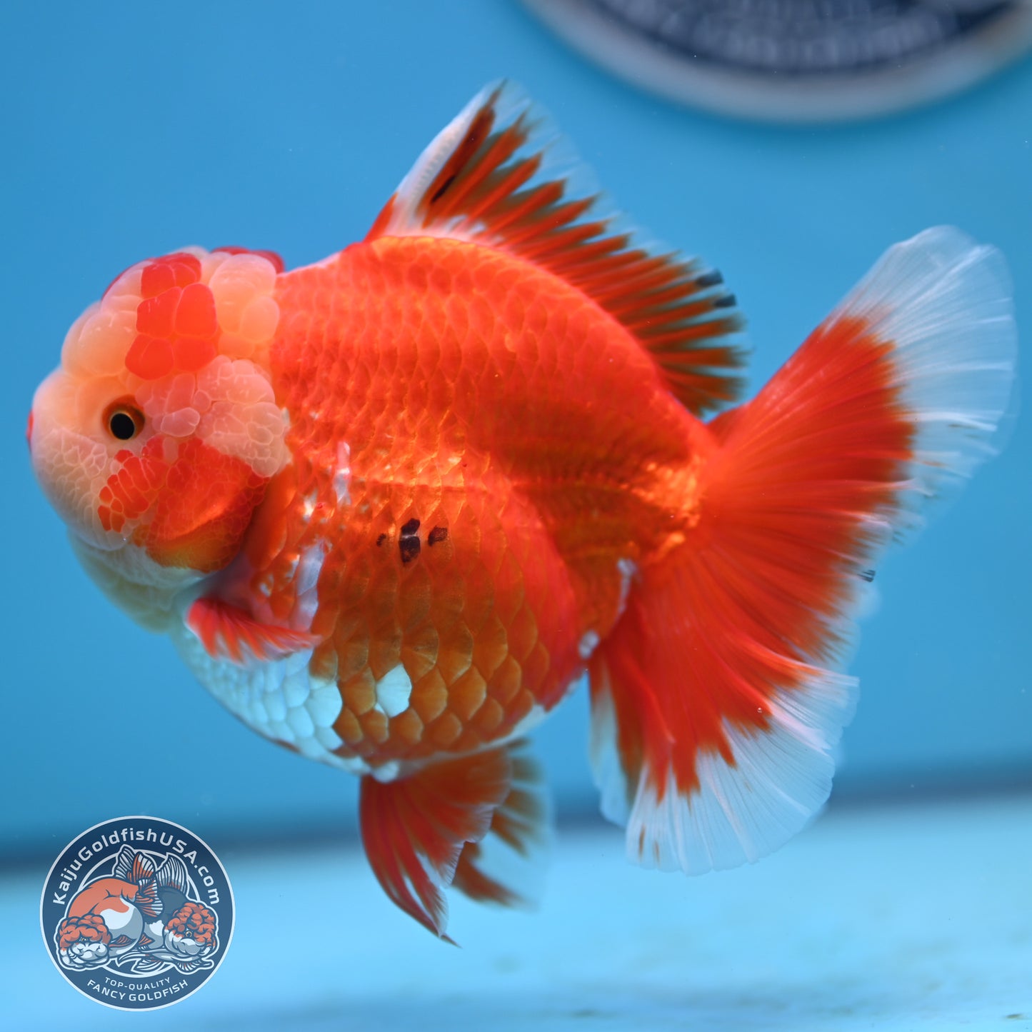 Jade Head Red White Rose Tail Oranda 4 inches Body (250502_OR18)