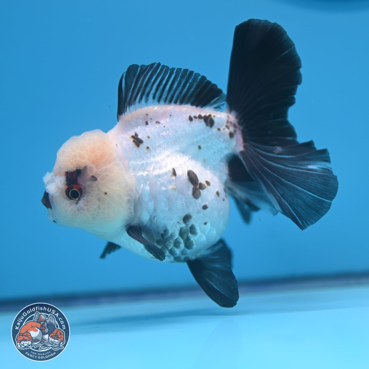 Panda Rose Tail Oranda 4.5 inches - Female (241122_OR18) - Kaiju Goldfish USA