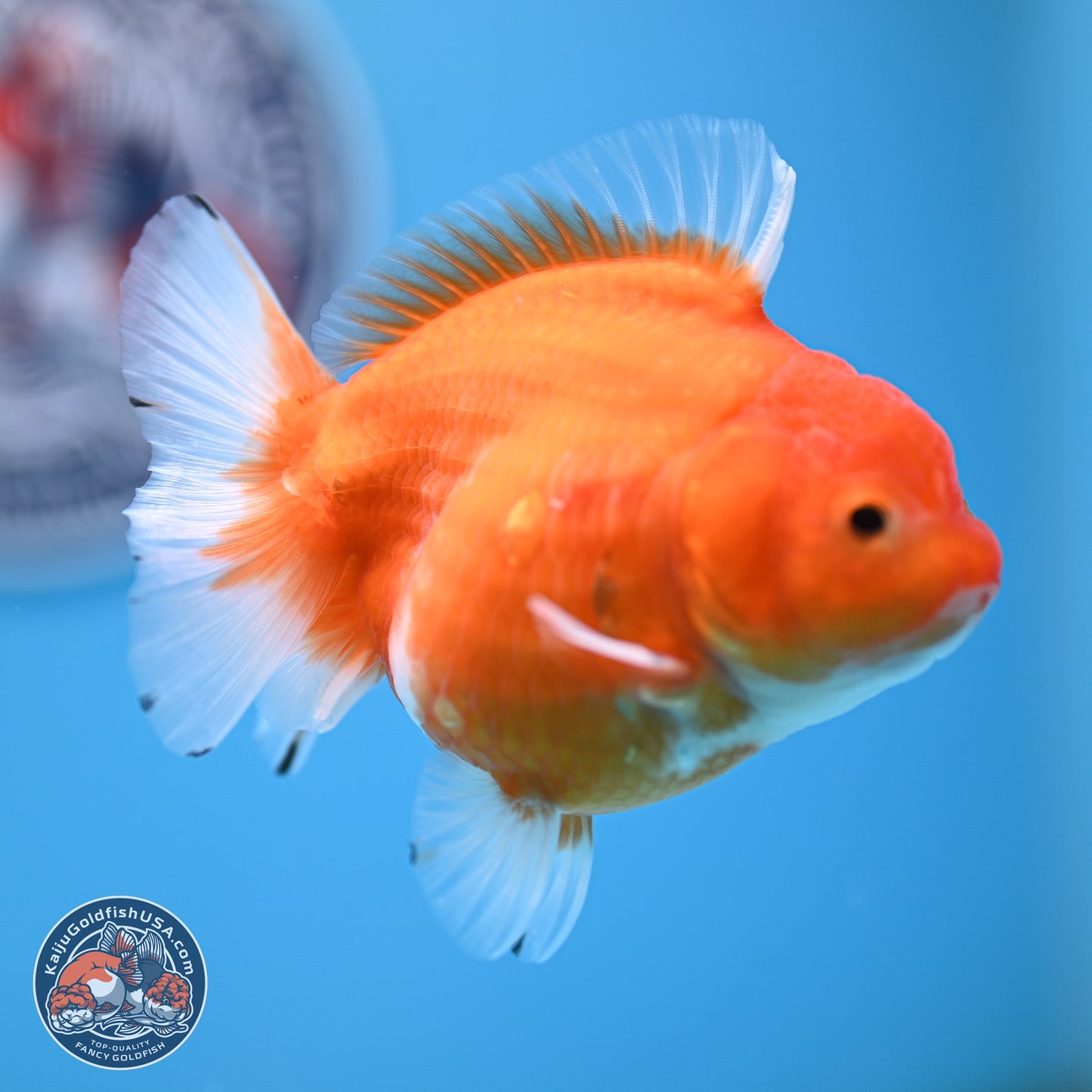 Shogun Sakura Oranda 3.75 inches Body - Female (250207_OR18)