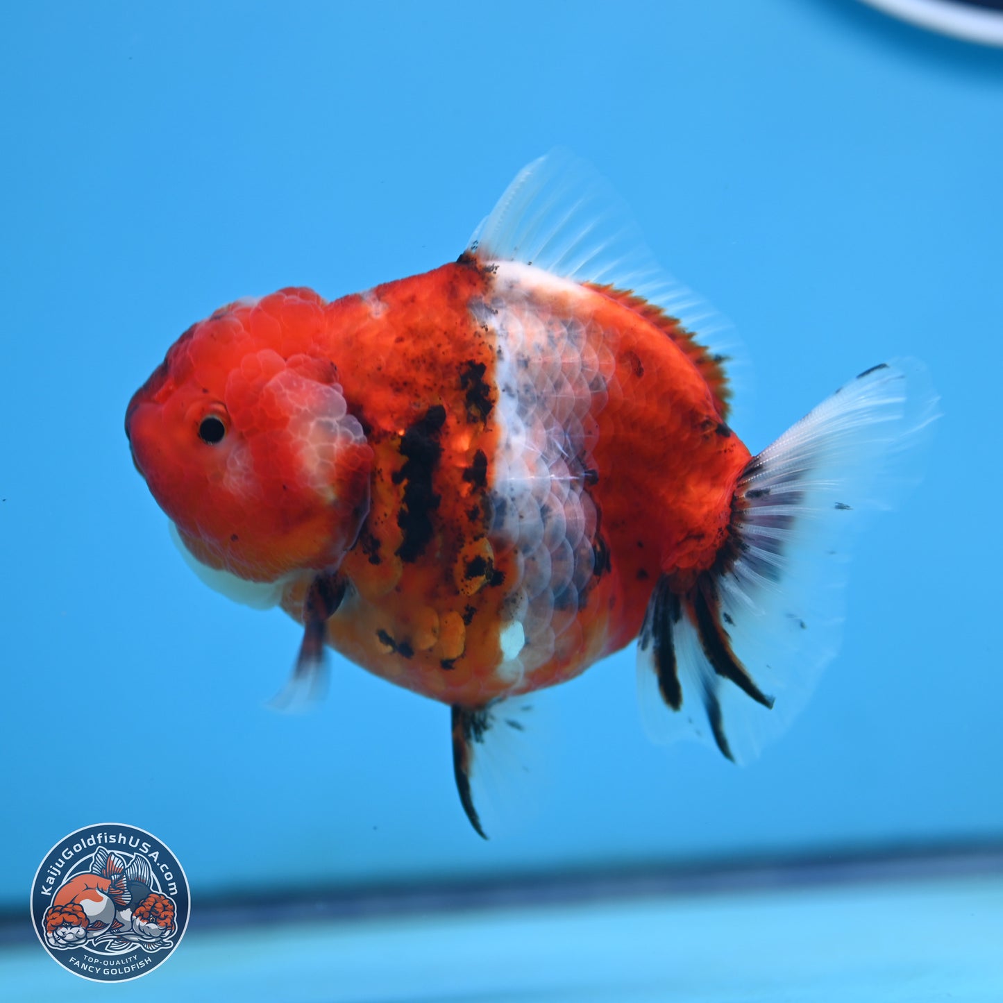 Shogun Tricolor Sakura Oranda 3.5 inches Body - Female(250131_OR18)