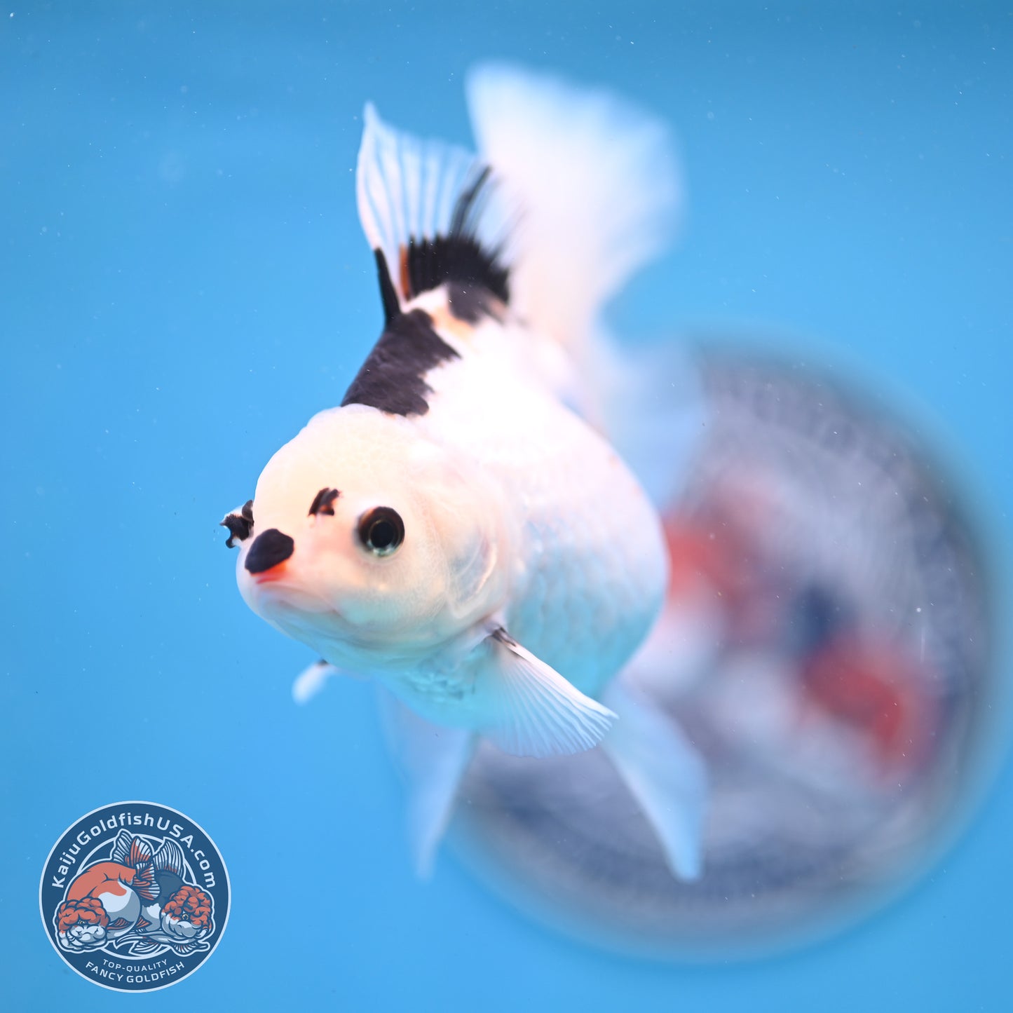 Panda Oranda 3.5 inches Body (250530_OR18)