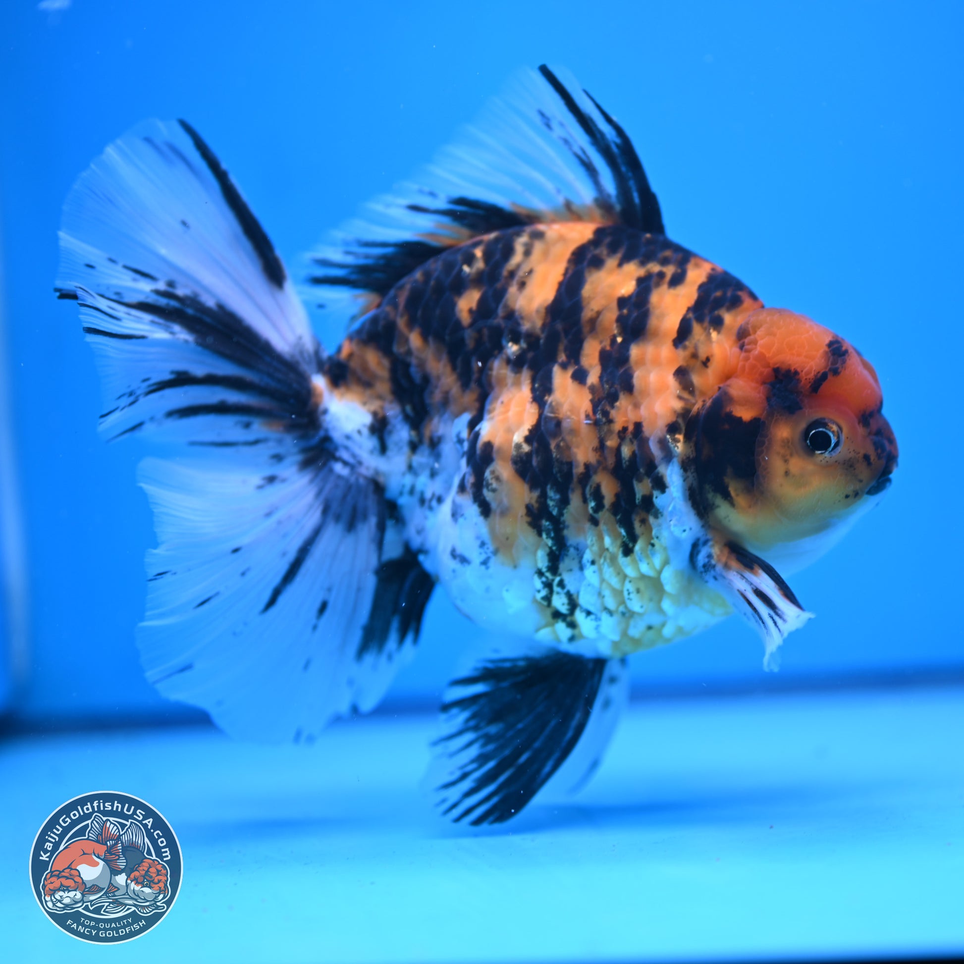 Super Jumbo Shogun Tricolor Tiger Rose Tail Oranda 7.5 inches - Female (241115_OR18) - Kaiju Goldfish USA