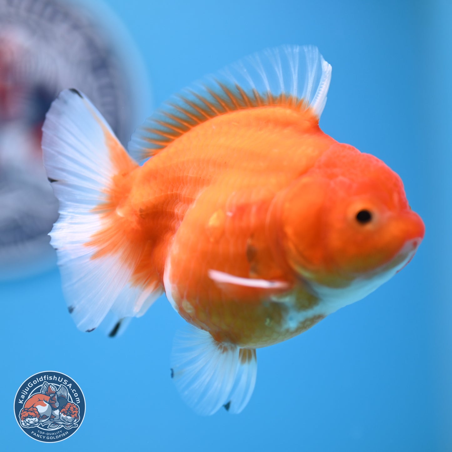 Shogun Sakura Oranda 3.75 inches Body - Female (250207_OR18)