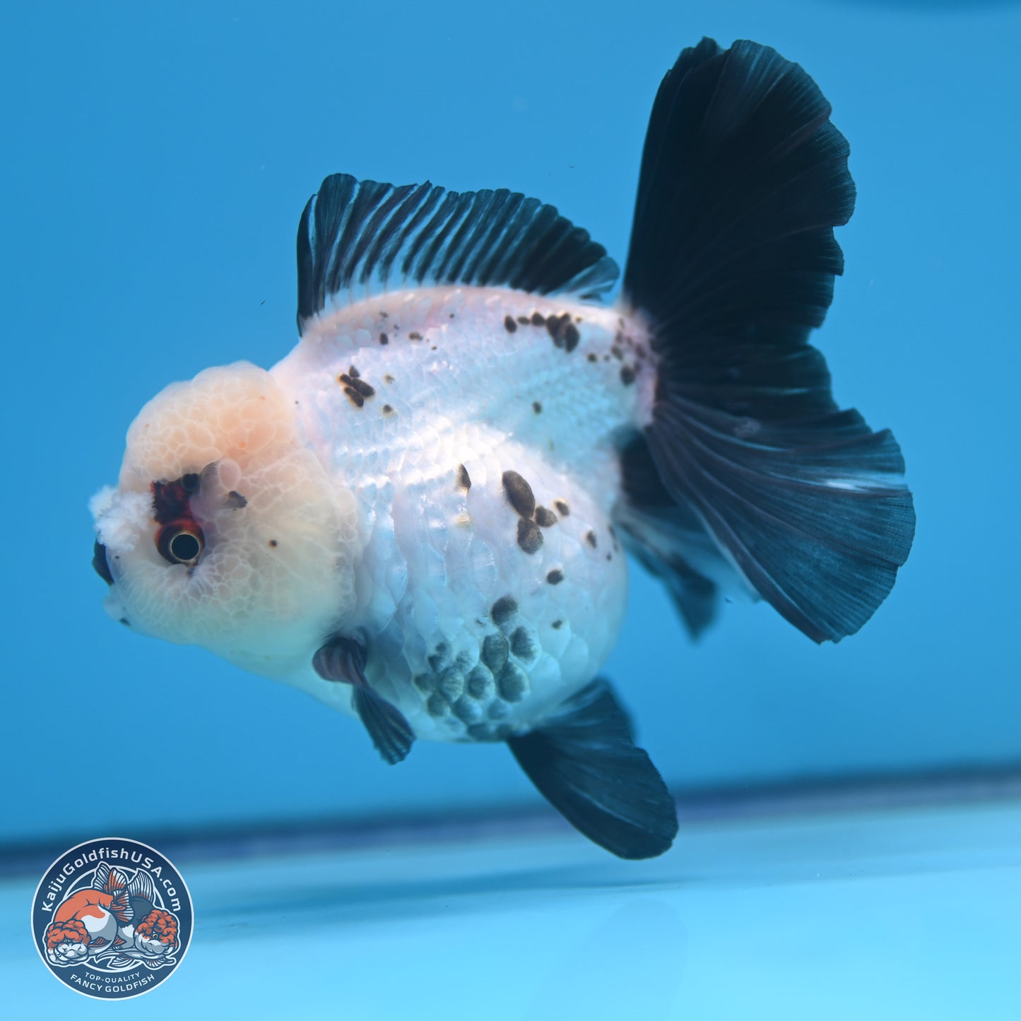 Panda Rose Tail Oranda 4.5 inches - Female (241122_OR18) - Kaiju Goldfish USA