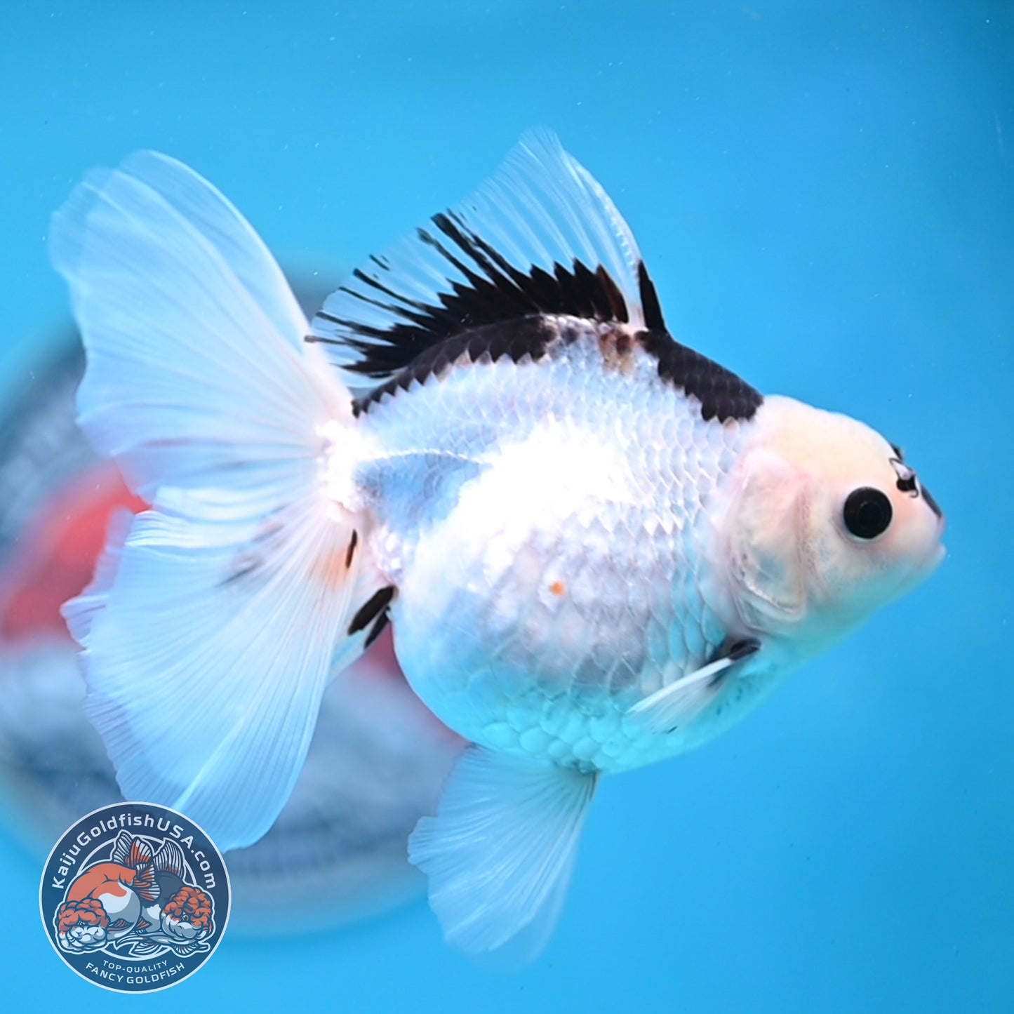 Panda Oranda 3.5 inches Body (250530_OR18)