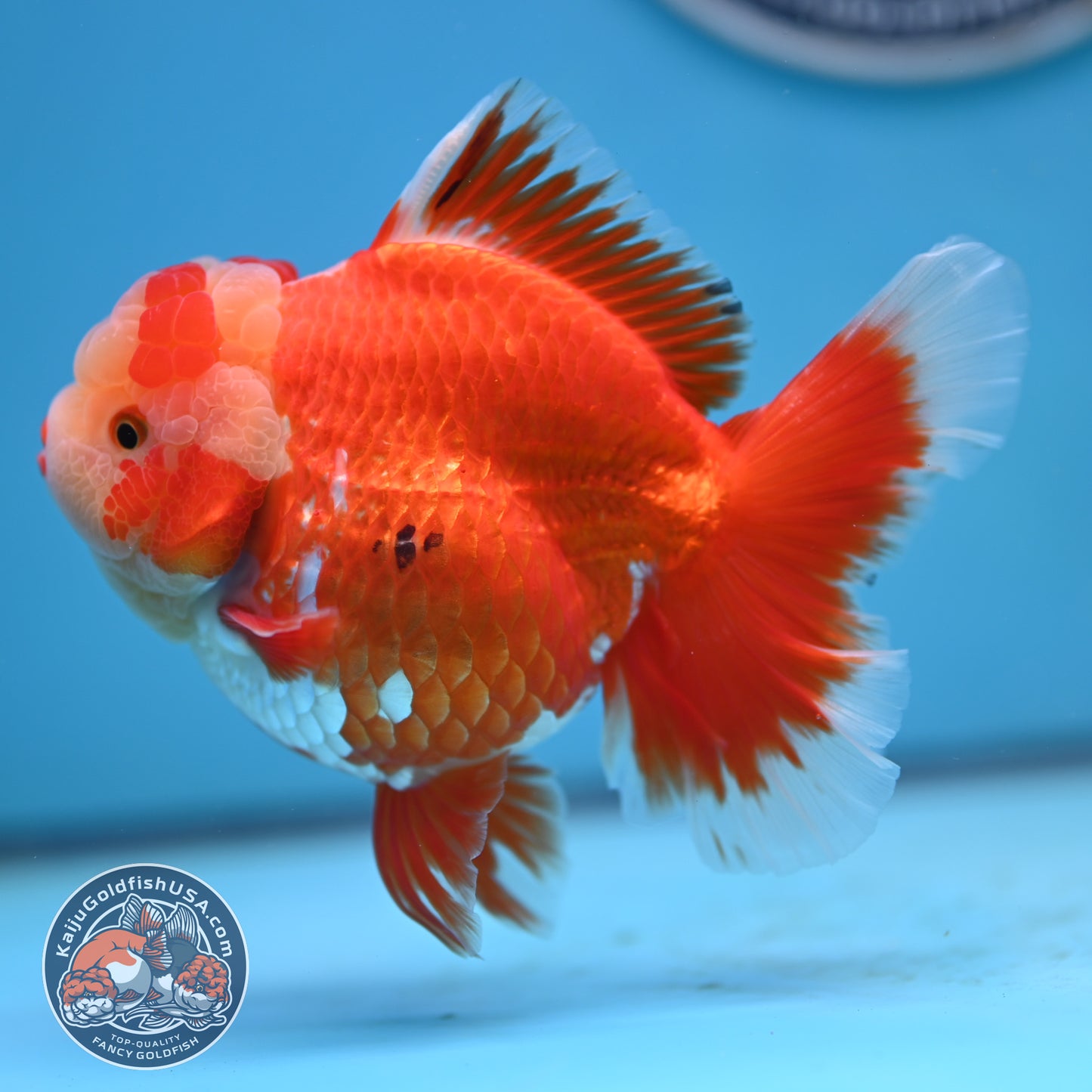 Jade Head Red White Rose Tail Oranda 4 inches Body (250502_OR18)