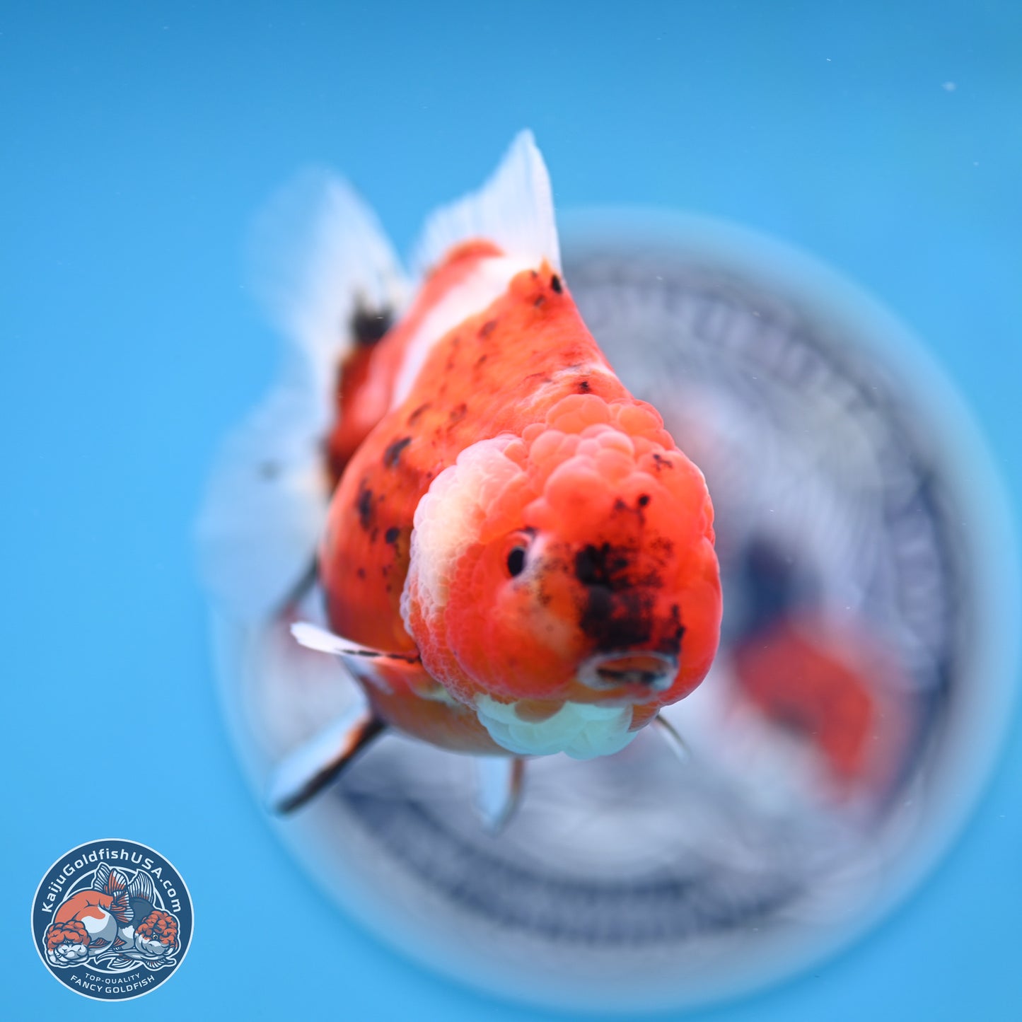 Shogun Tricolor Sakura Oranda 3.5 inches Body - Female(250131_OR18)