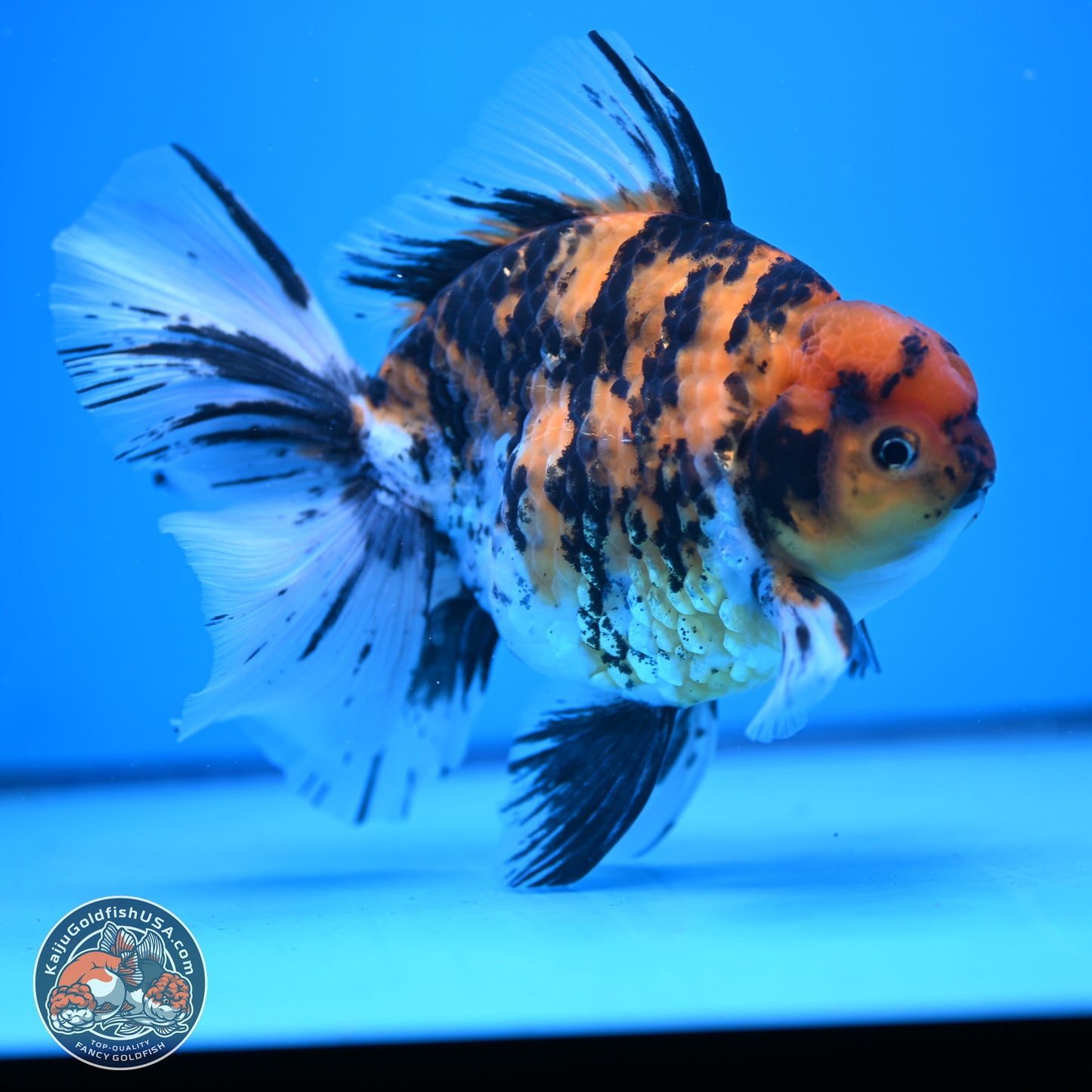 Super Jumbo Shogun Tricolor Tiger Rose Tail Oranda 7.5 inches - Female (241115_OR18) - Kaiju Goldfish USA