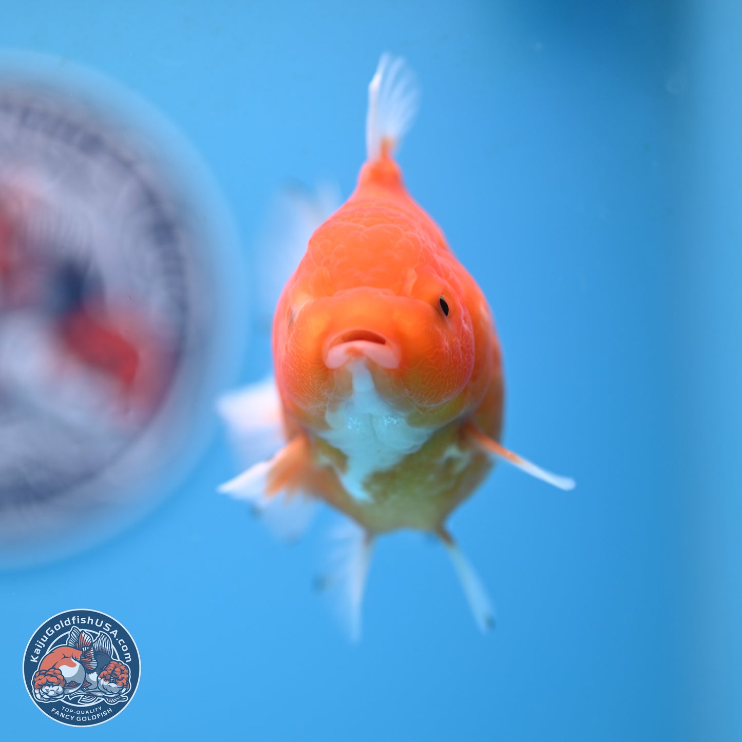 Shogun Sakura Oranda 3.75 inches Body - Female (250207_OR18)