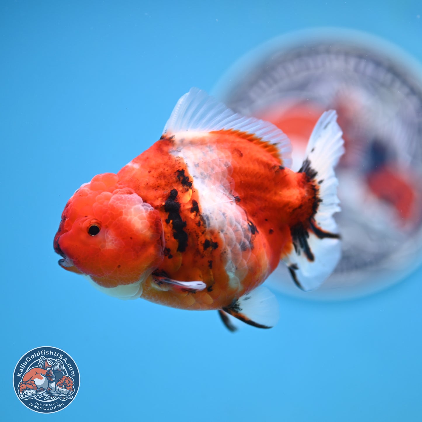 Shogun Tricolor Sakura Oranda 3.5 inches Body - Female(250131_OR18)