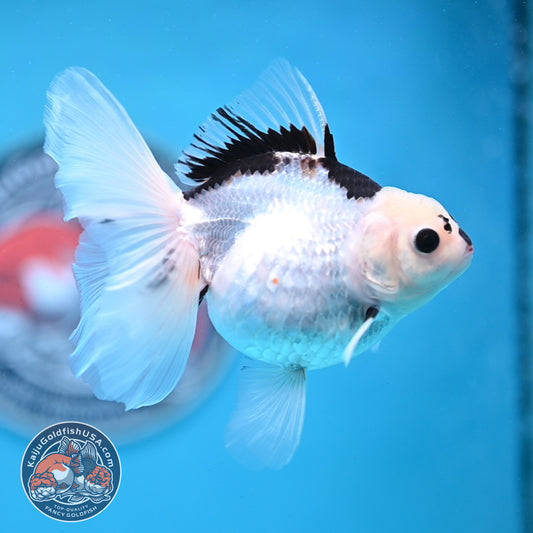 Panda Oranda 3.5 inches Body (250530_OR18)